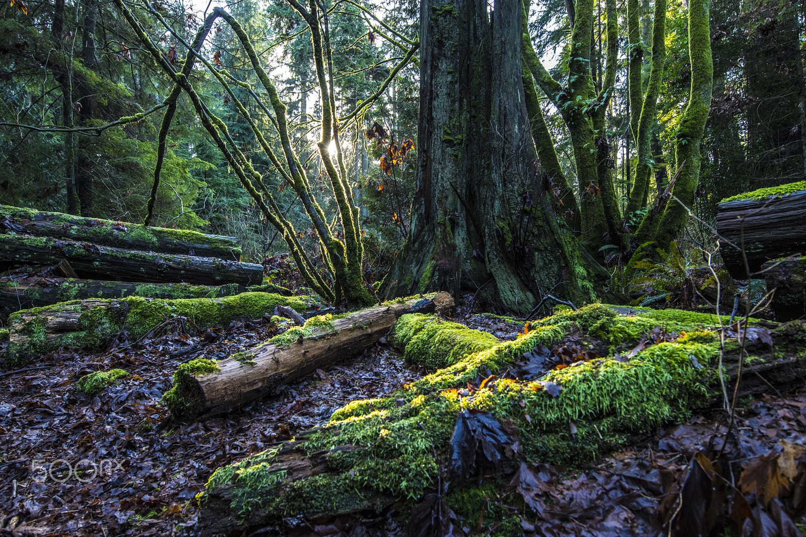 Nikon AF-S Nikkor 14-24mm F2.8G ED sample photo. Forest photography