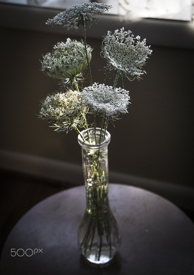 Canon EOS 100D (EOS Rebel SL1 / EOS Kiss X7) + Canon EF-S 18-135mm F3.5-5.6 IS STM sample photo. Vase of queen annes lace flowers photography