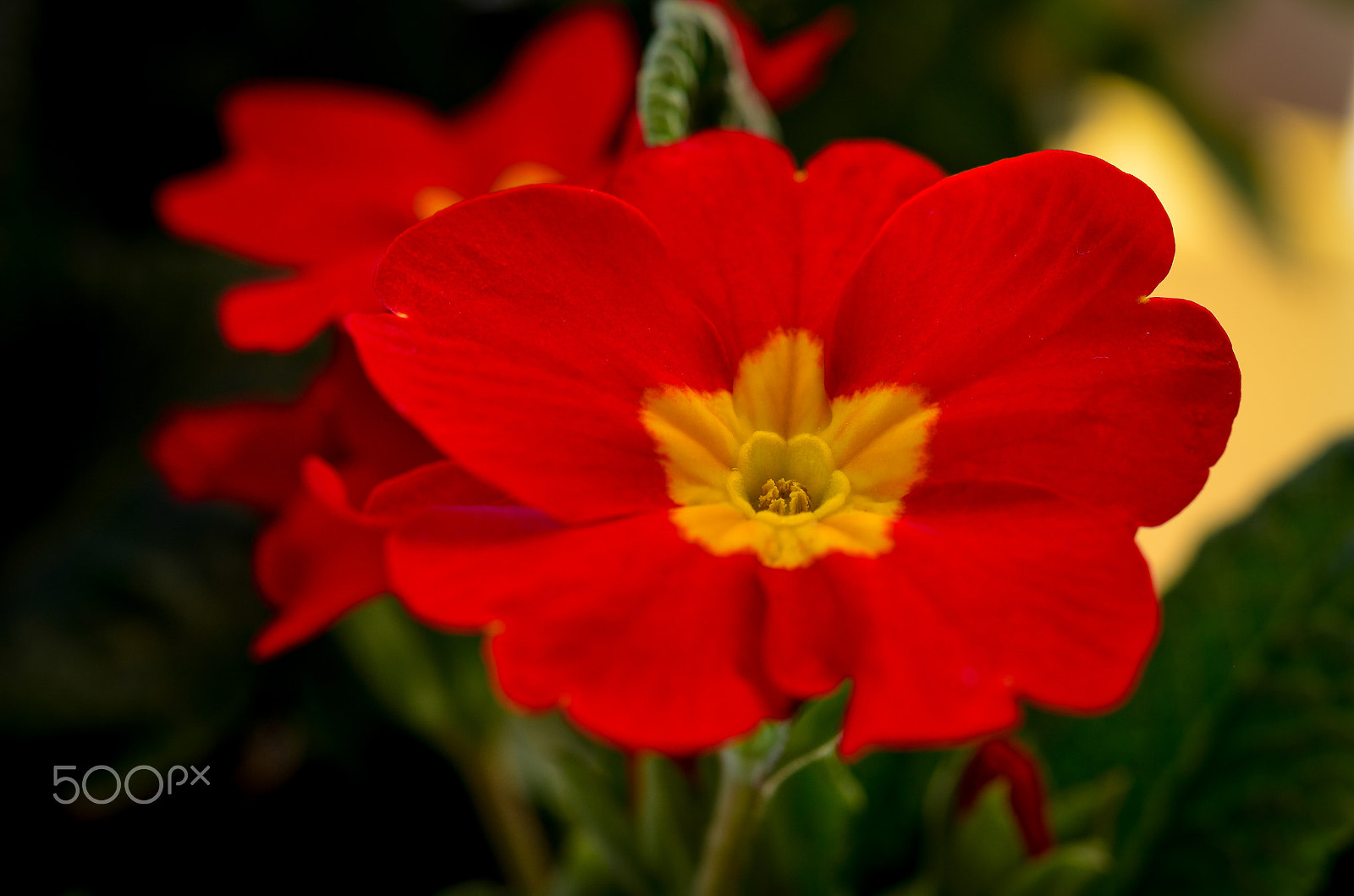 Nikon AF-S Micro-Nikkor 60mm F2.8G ED sample photo. Prímula juliano photography