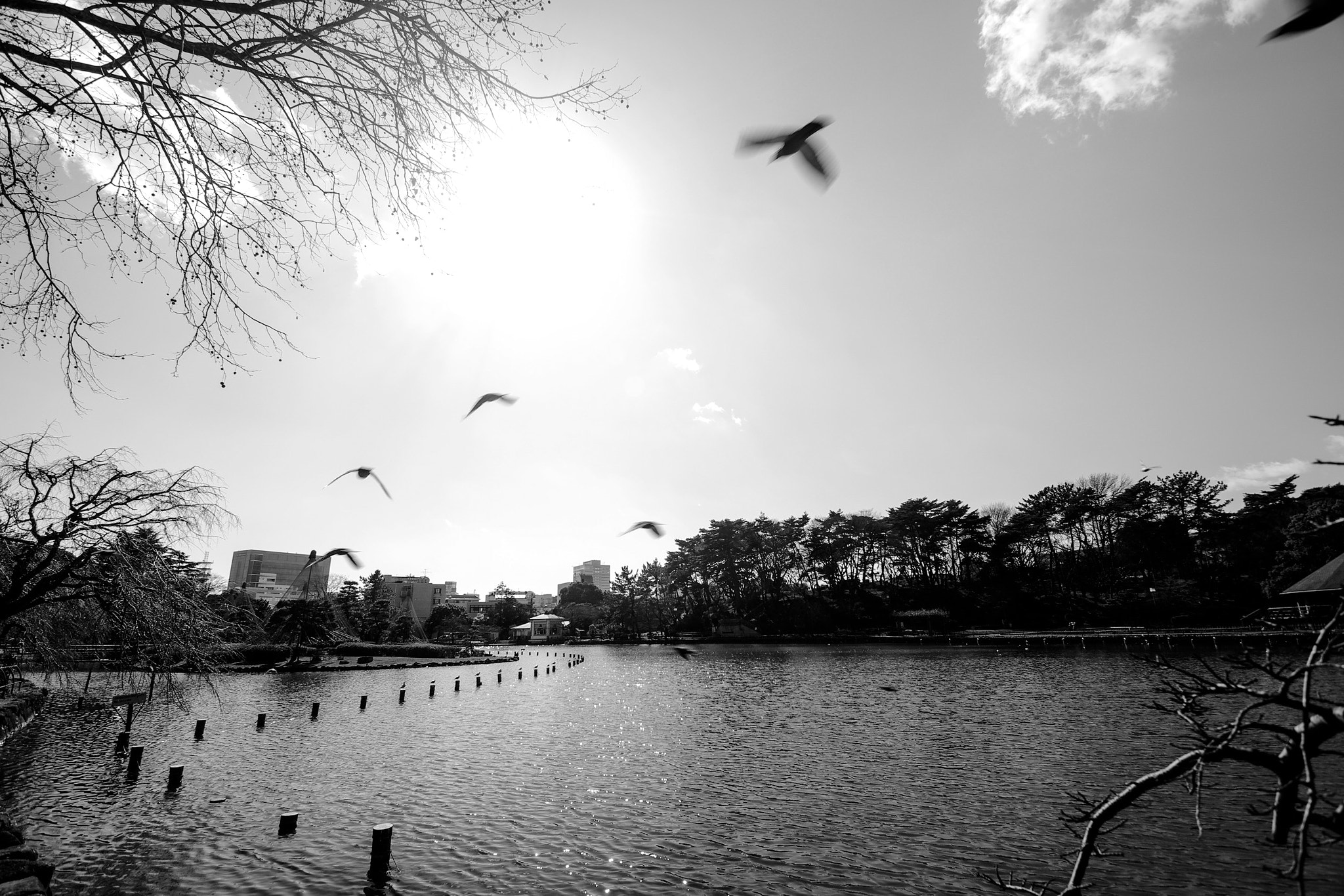 Pentax K-5 IIs sample photo. Fly photography