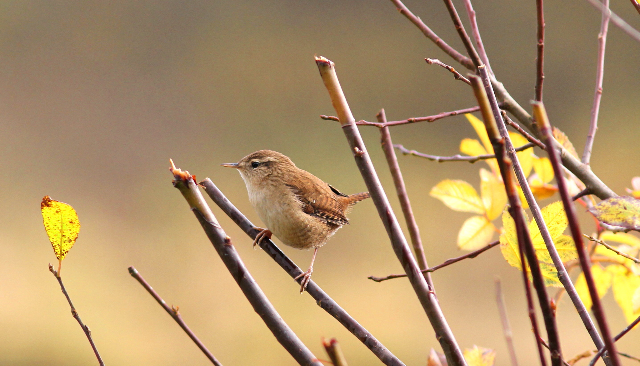 Canon EF 300mm F4L IS USM sample photo. Wren 2 photography
