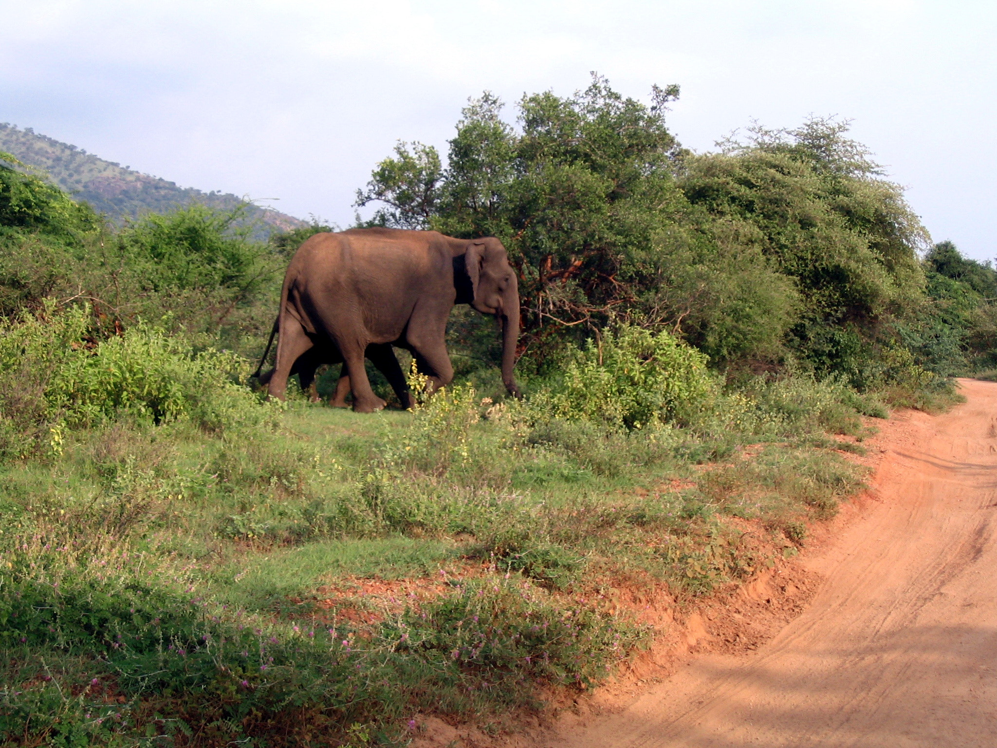 Canon POWERSHOT A75 sample photo. Elephant road cross photography