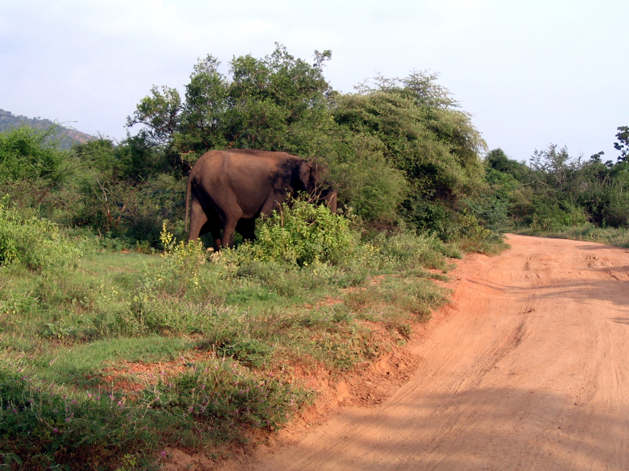 Canon POWERSHOT A75 sample photo. Elephant road cross photography