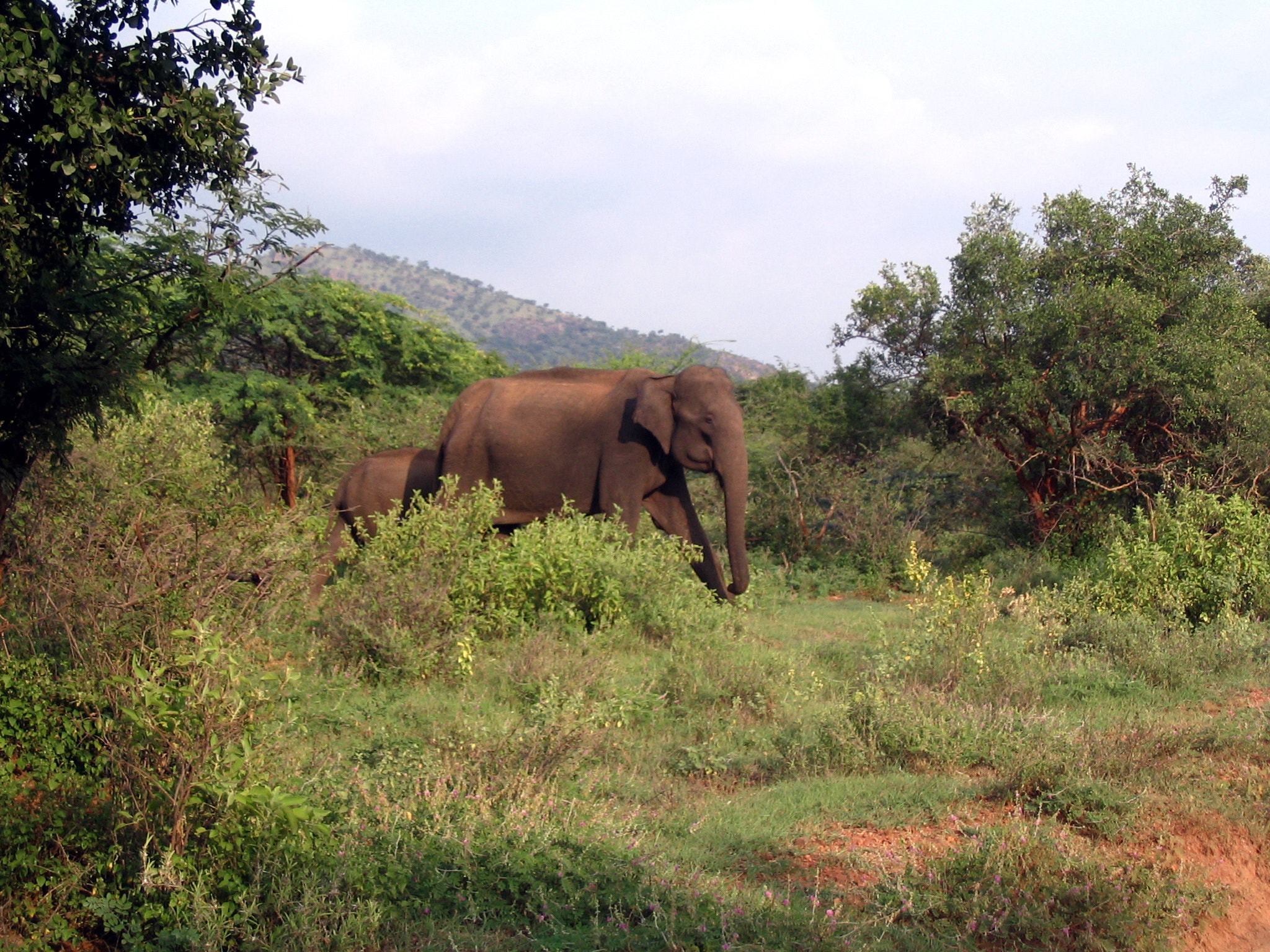 Canon POWERSHOT A75 sample photo. Elephant road cross photography