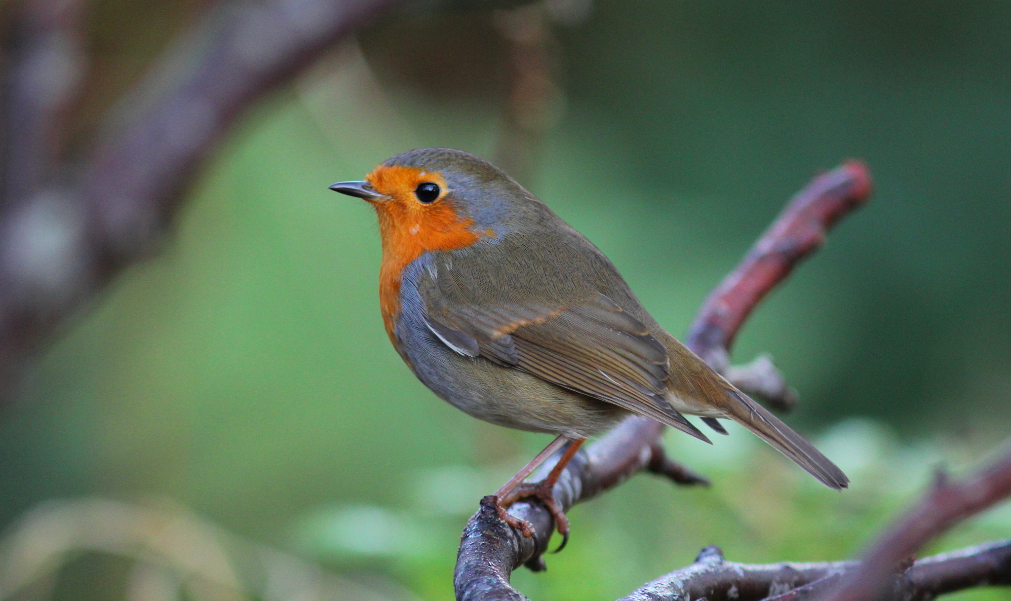 Canon EOS 60D + Canon EF 300mm F4L IS USM sample photo. Robin 2 photography