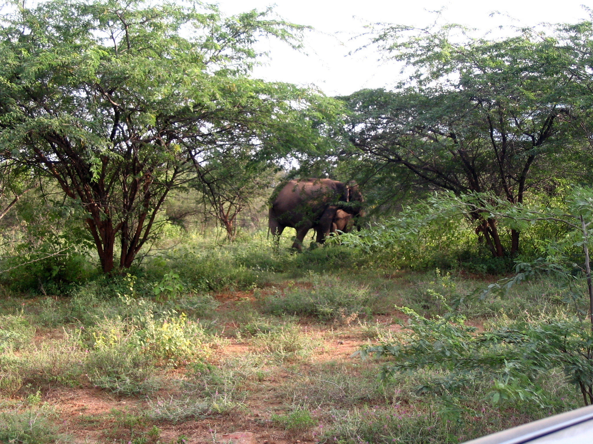 Canon POWERSHOT A75 sample photo. Elephant road cross photography