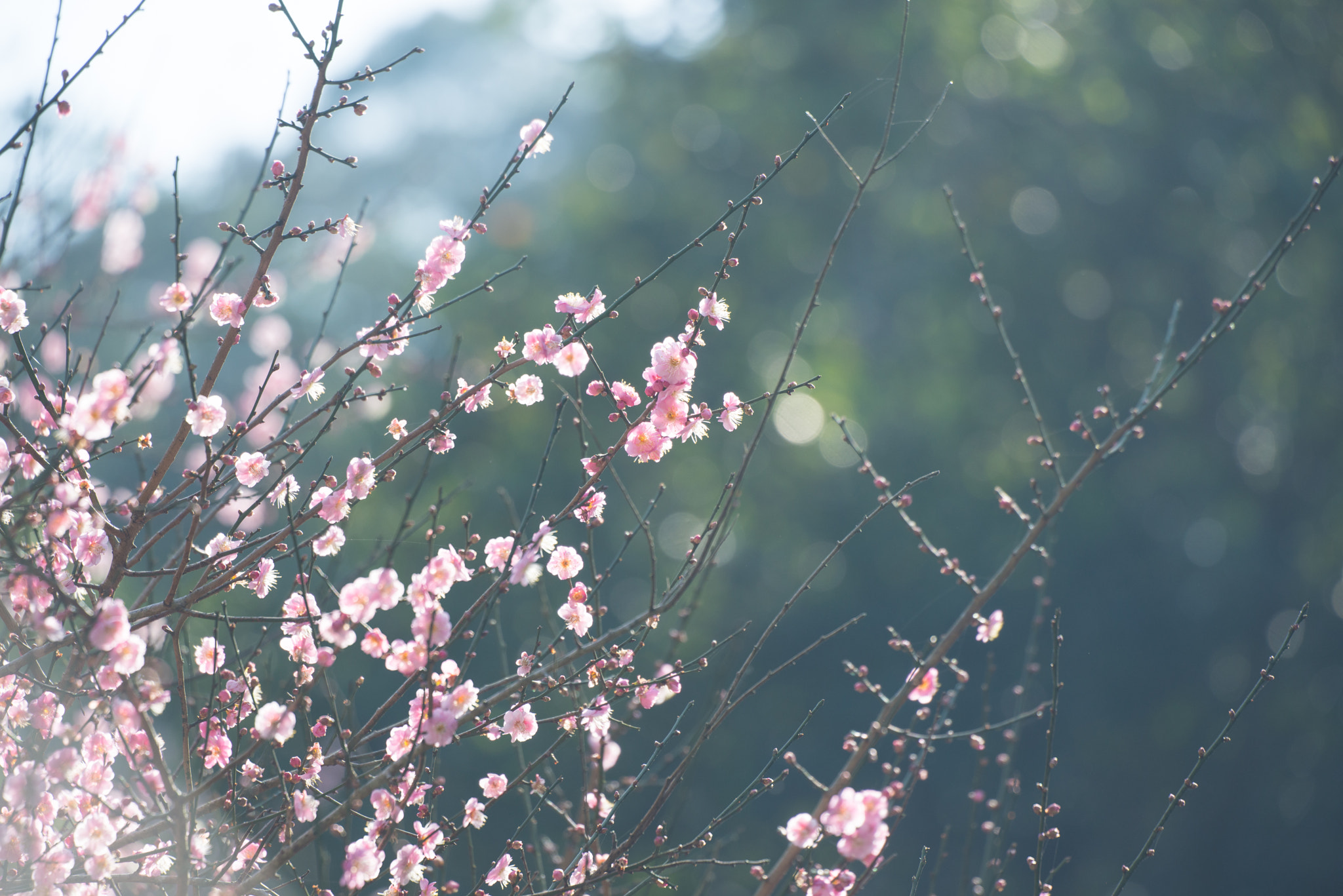 Sigma 50-500mm F4.5-6.3 DG OS HSM sample photo. Under the sun photography