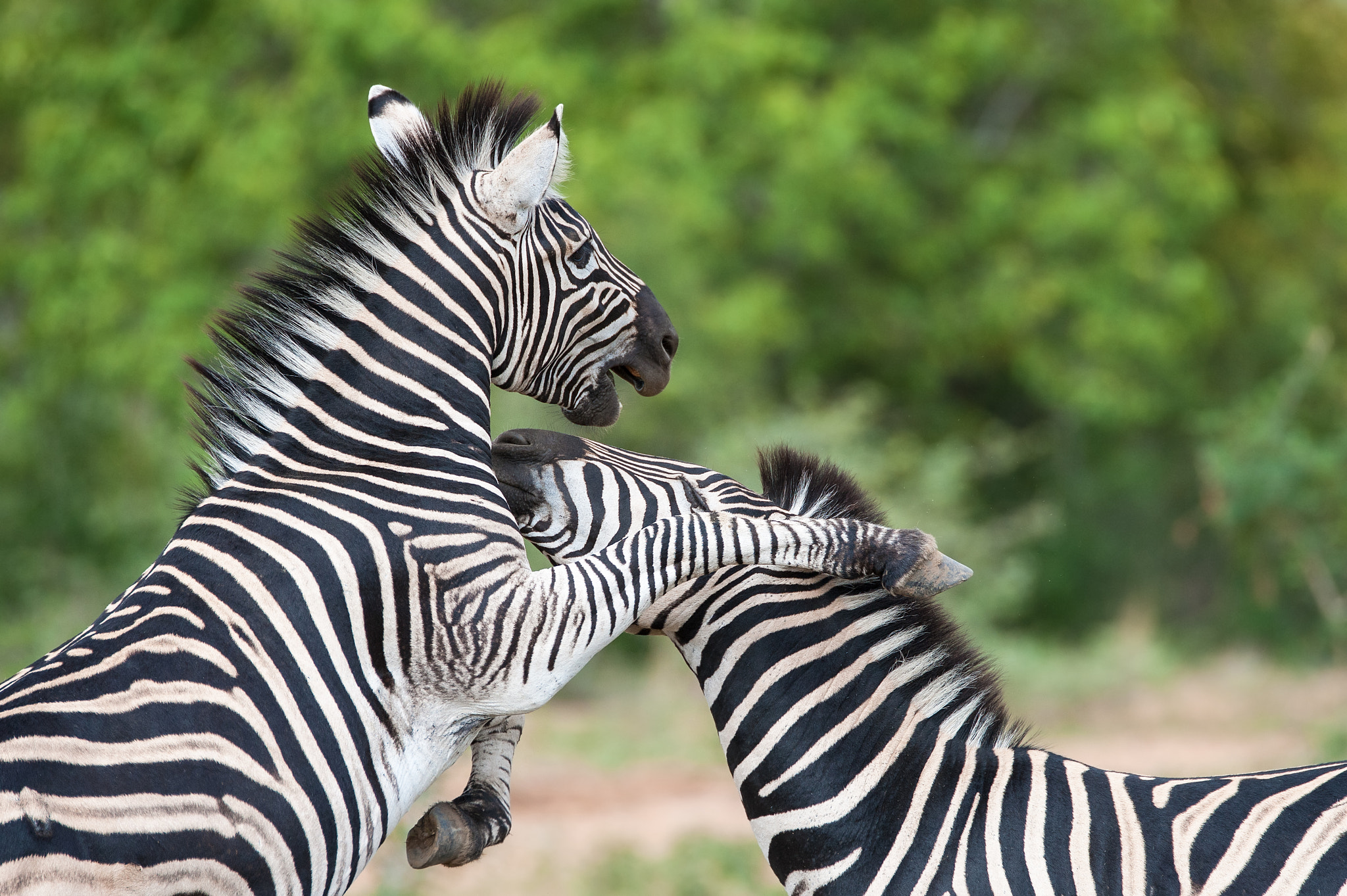 Nikon D3 sample photo. Zebra fight photography