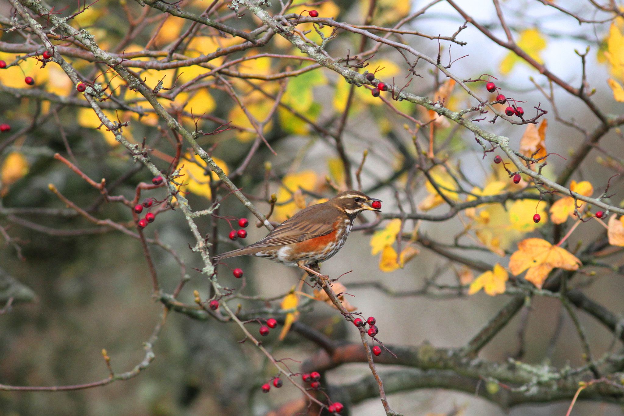 Canon EF 300mm F4L IS USM sample photo. Red wing with berry photography