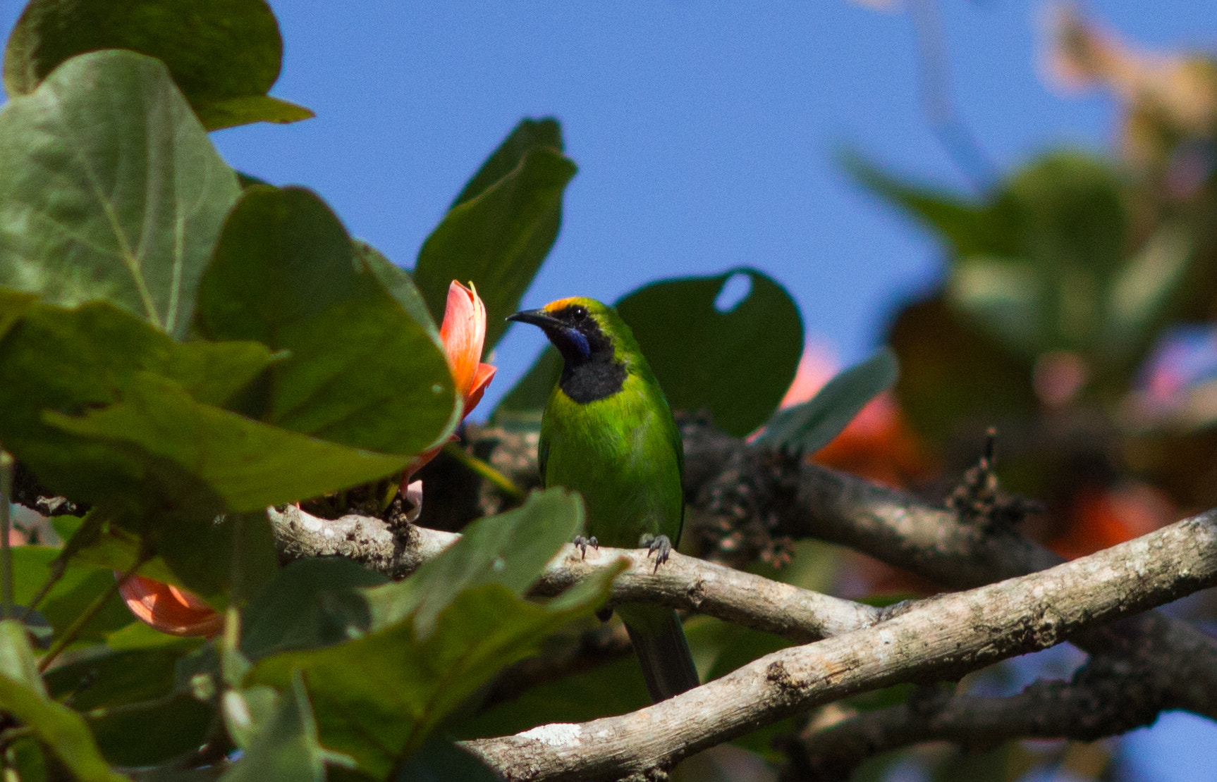 Canon EOS 600D (Rebel EOS T3i / EOS Kiss X5) + Canon EF 200mm F2.8L II USM sample photo. Golden fronted leafbird photography