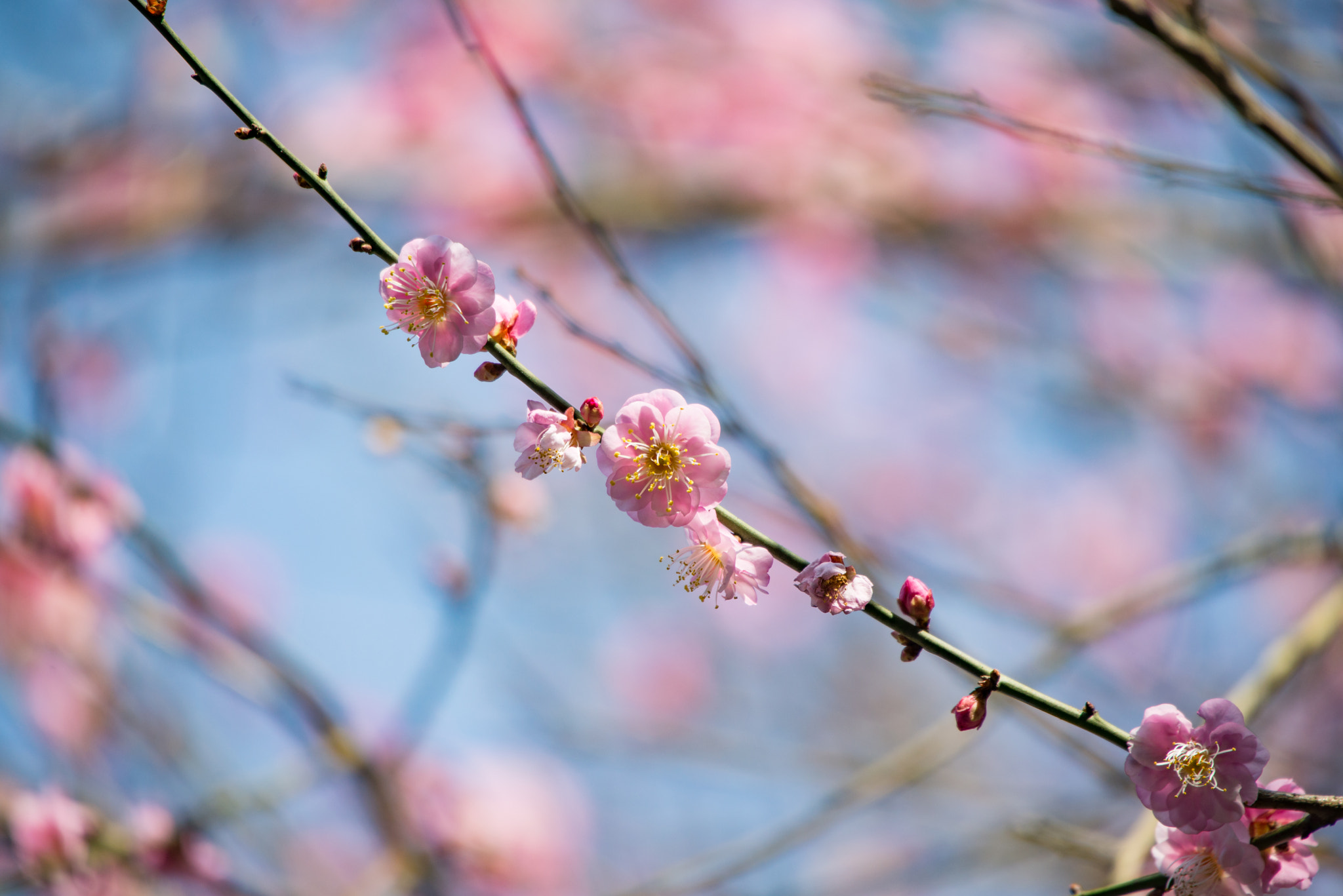 Sigma 50-500mm F4.5-6.3 DG OS HSM sample photo. Plum blossom photography