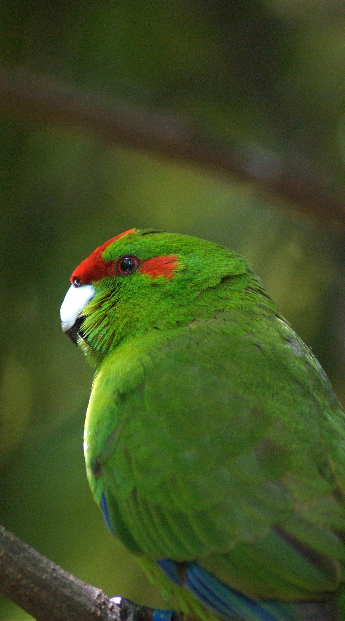 Nikon AF Nikkor 70-300mm F4-5.6G sample photo. Red-crowned parakeet in the sun photography