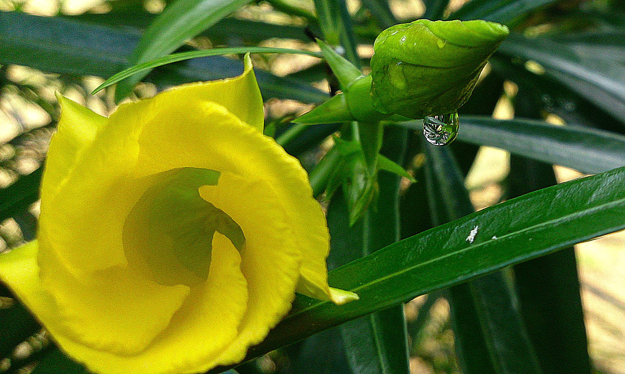 Sony Xperia ZR sample photo. Beauty all around photography
