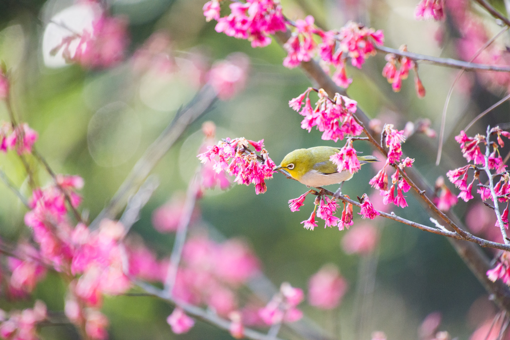 Sigma 50-500mm F4.5-6.3 DG OS HSM sample photo. Bird in flower2 photography