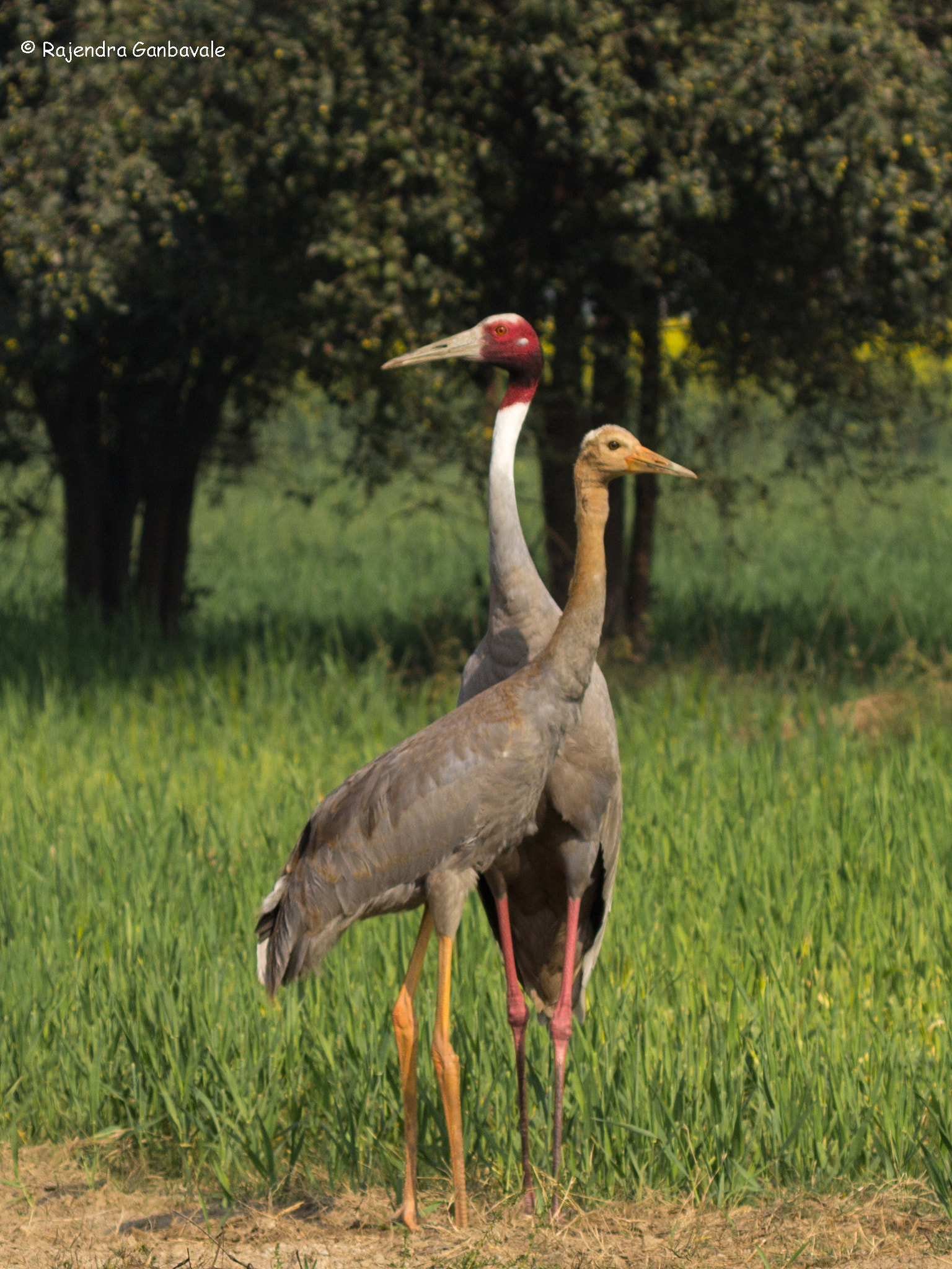 Canon EF 100-400mm F4.5-5.6L IS II USM sample photo. Sarus crane at bharatpur photography
