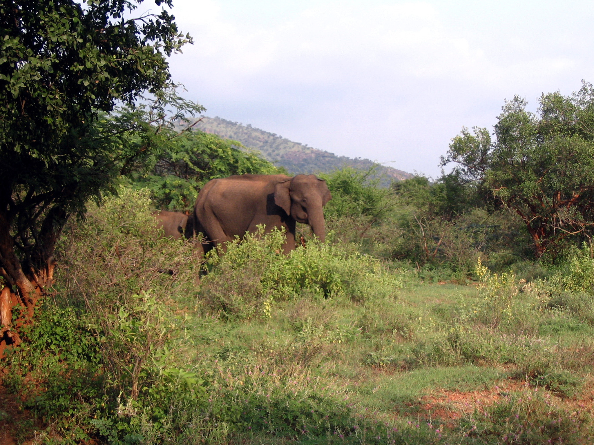 Canon POWERSHOT A75 sample photo. Elephant road cross photography