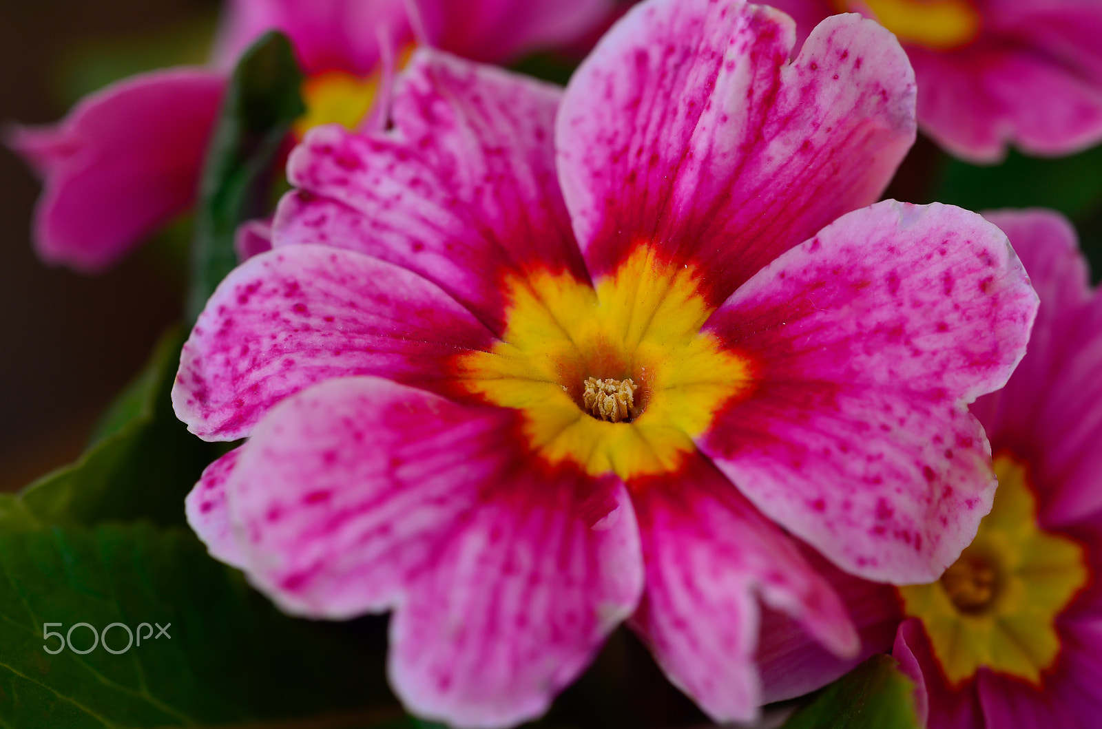 Nikon AF-S Micro-Nikkor 60mm F2.8G ED sample photo. Prímula photography