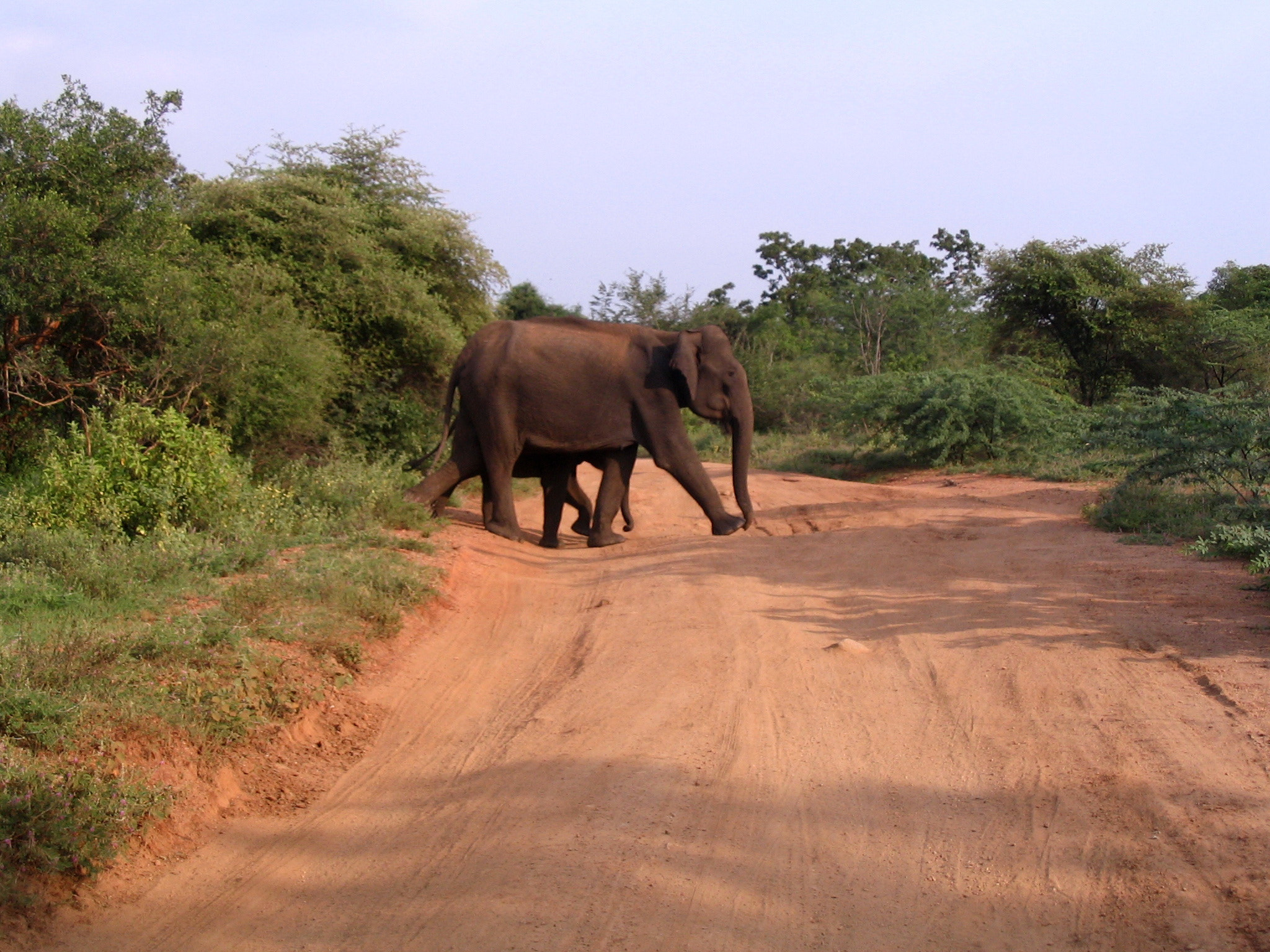 Canon POWERSHOT A75 sample photo. Elephant road cross photography