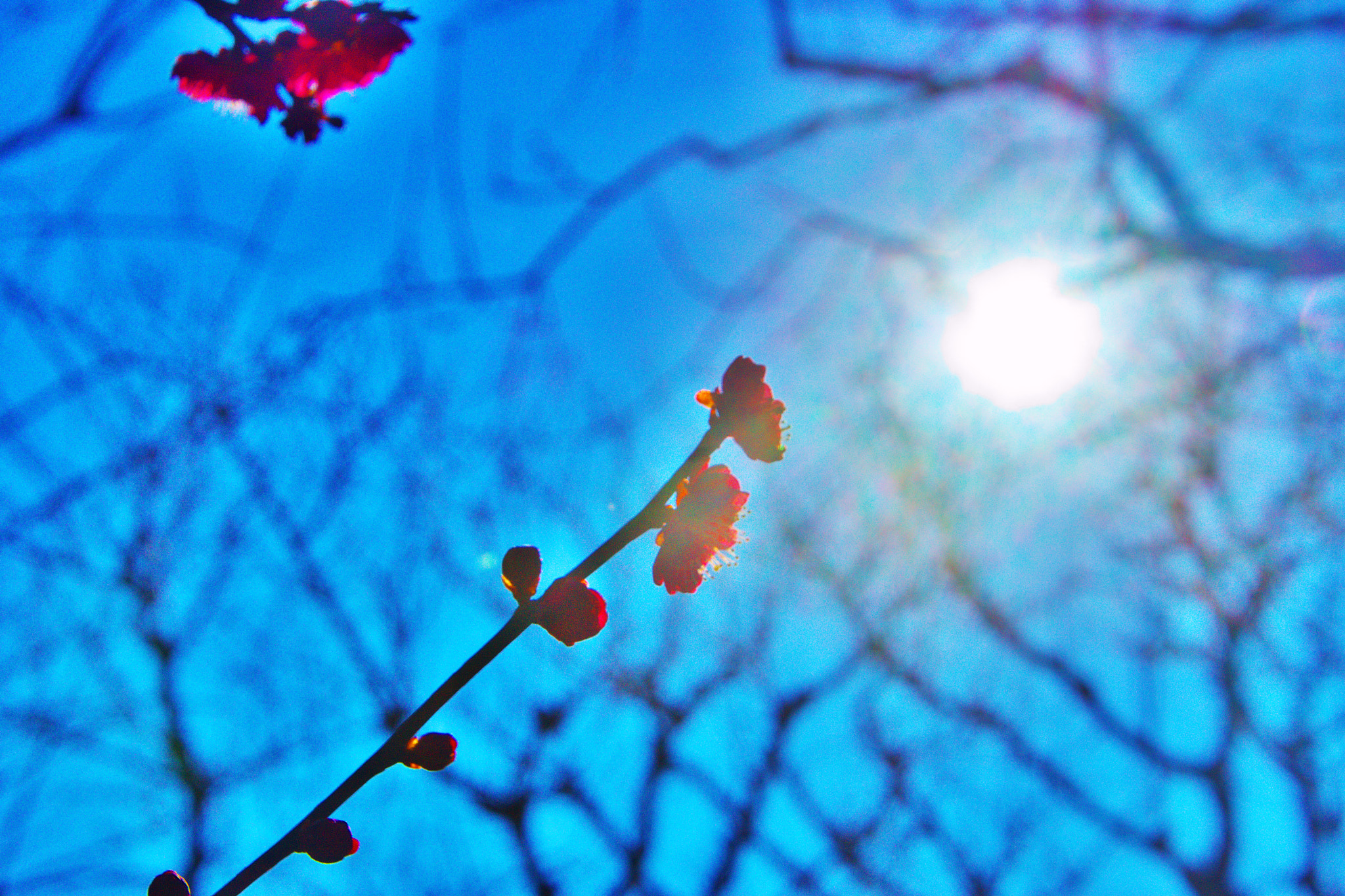 Sony SLT-A65 (SLT-A65V) + DT 18-270mm F3.5-6.3 sample photo. A red ume blossom photography