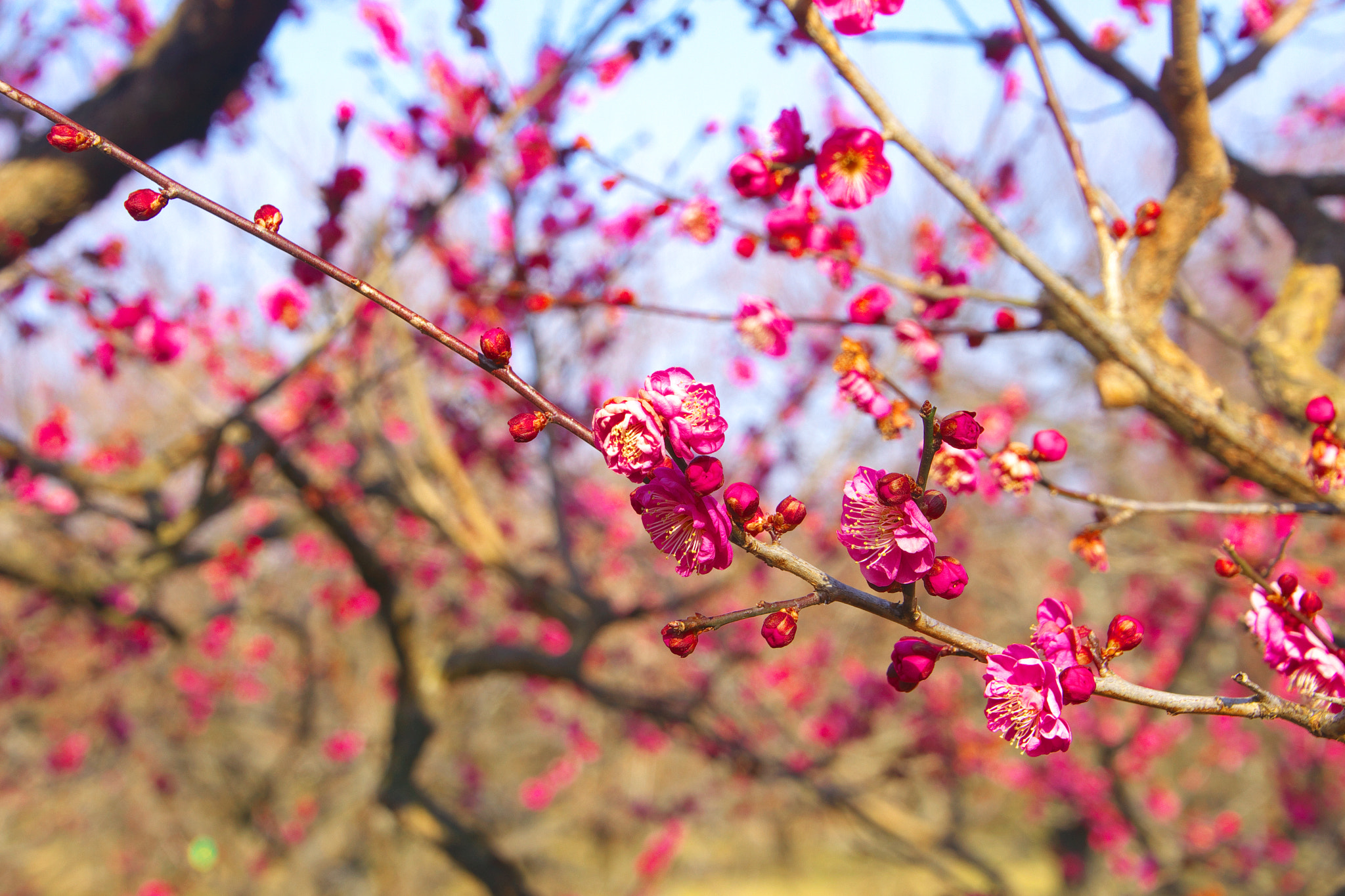 Sony SLT-A65 (SLT-A65V) sample photo. A red ume blossom photography