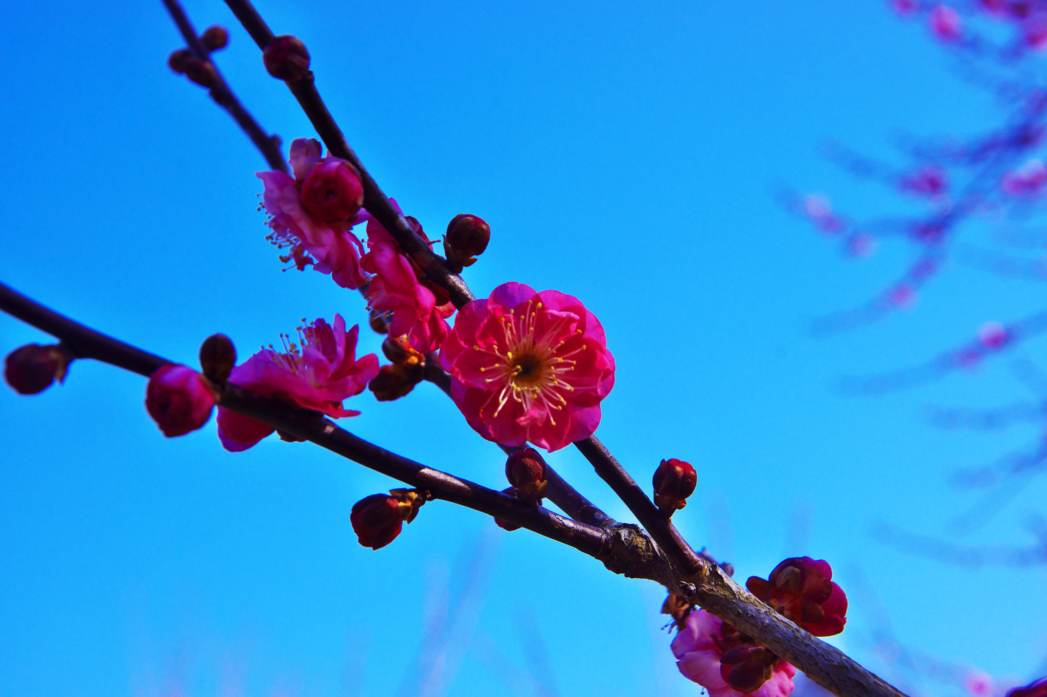 Sony SLT-A65 (SLT-A65V) + DT 18-270mm F3.5-6.3 sample photo. A red ume blossom photography