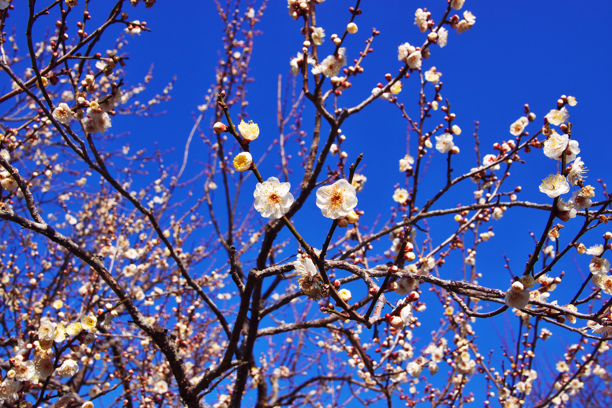 Sony SLT-A65 (SLT-A65V) + DT 18-270mm F3.5-6.3 sample photo. White ume blossoms photography