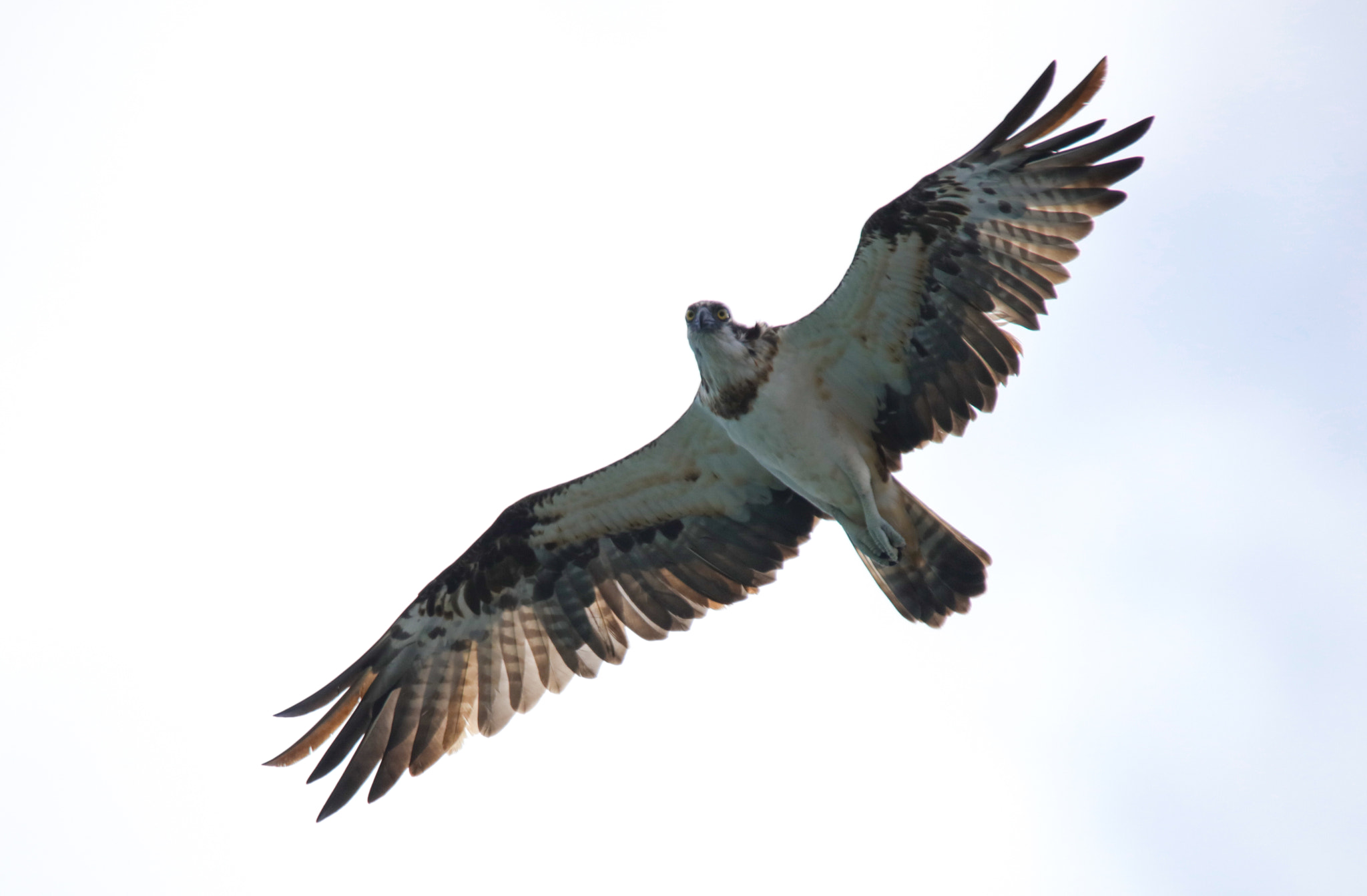 Tamron SP 150-600mm F5-6.3 Di VC USD sample photo. Osprey photography