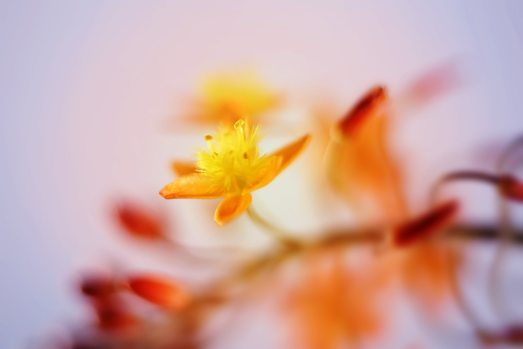 Canon EF 50mm F2.5 Macro sample photo. Aja photography