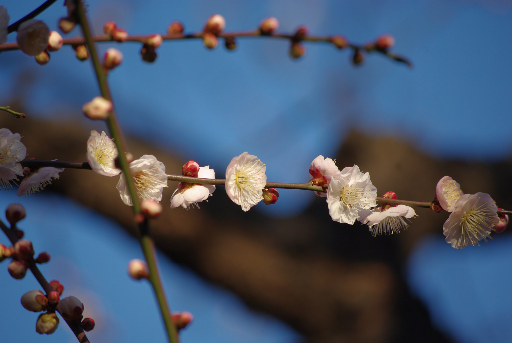 Pentax K-m (K2000) sample photo