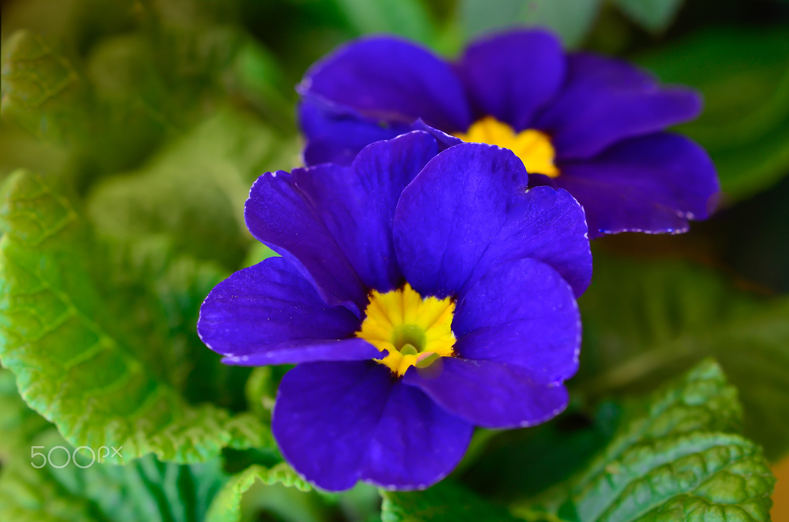 Nikon AF-S Micro-Nikkor 60mm F2.8G ED sample photo. Purple primrose photography
