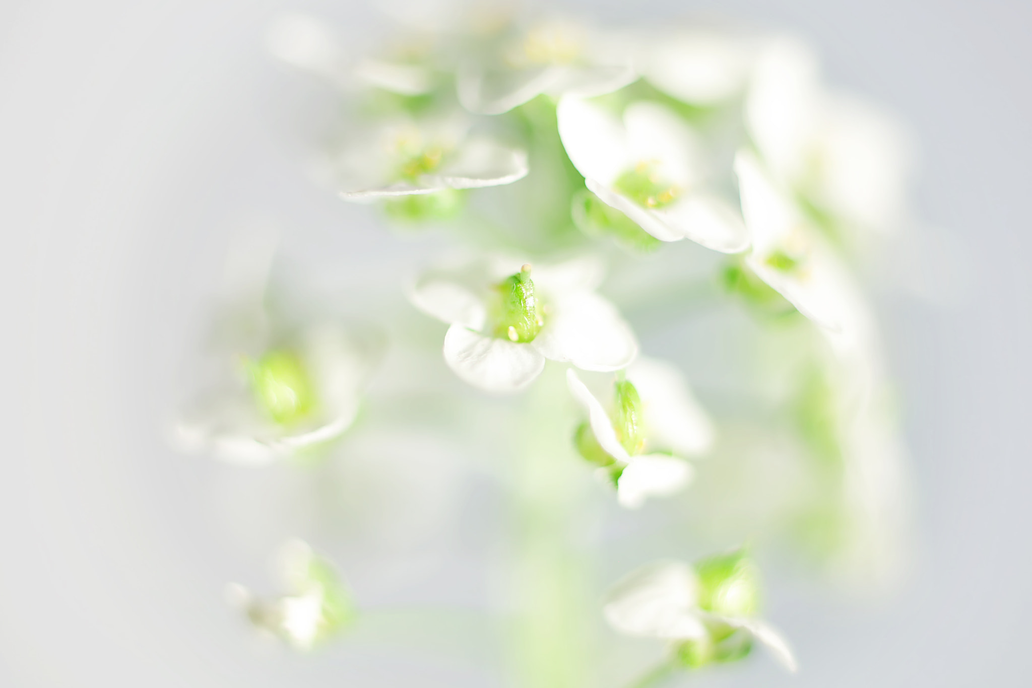 Canon EF 50mm F2.5 Macro sample photo. White thoughts photography