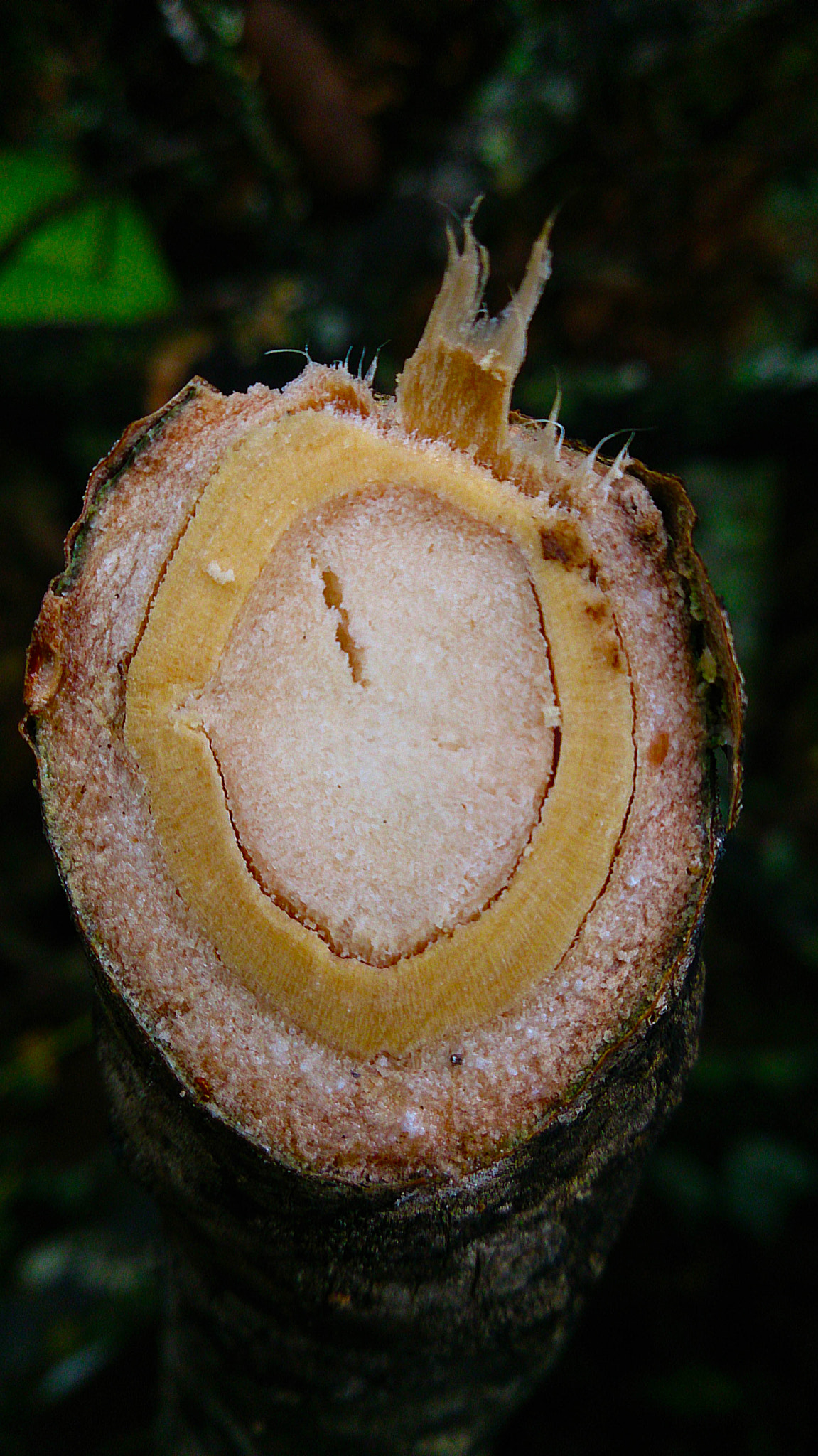 Sony Xperia ZR sample photo. Tamarind eye photography