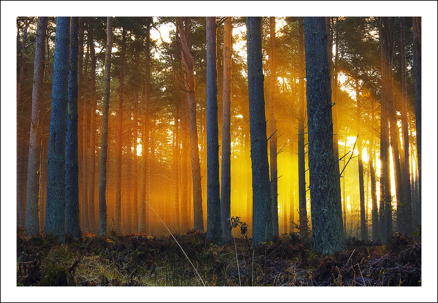 Samsung GX-1L sample photo. Tentsmuir morning photography