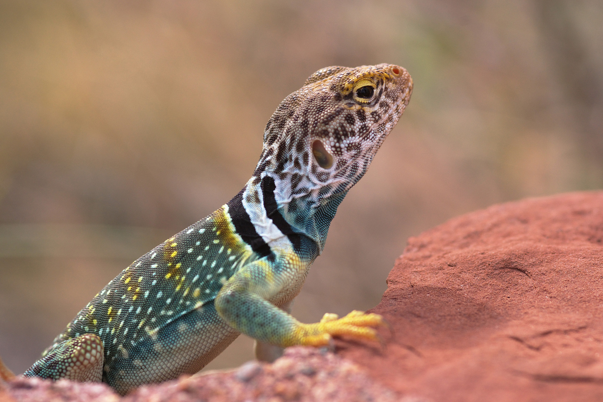 Samsung GX-1L sample photo. Collared lizard photography