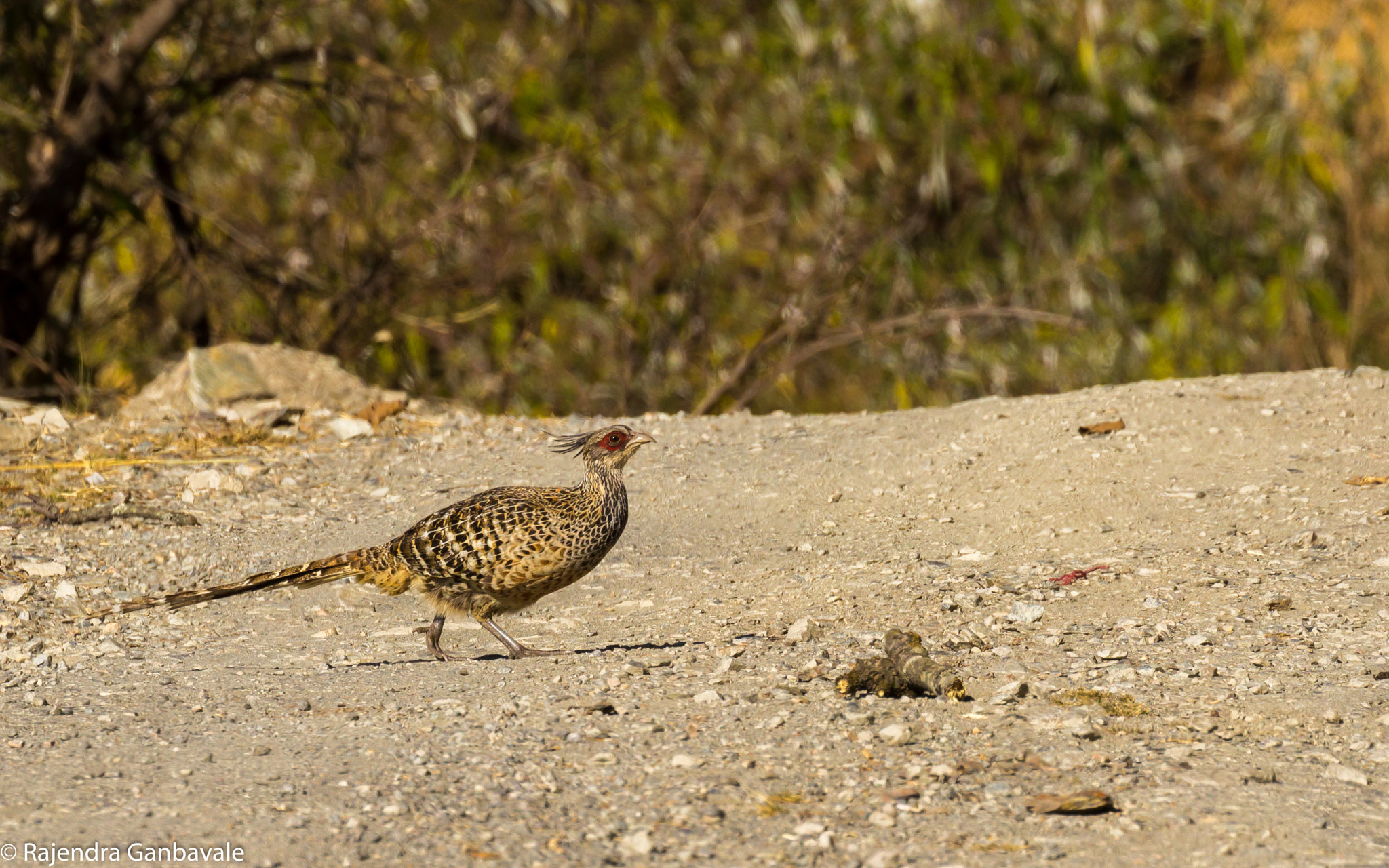 Canon EF 100-400mm F4.5-5.6L IS II USM sample photo. Cheer pheasant photography