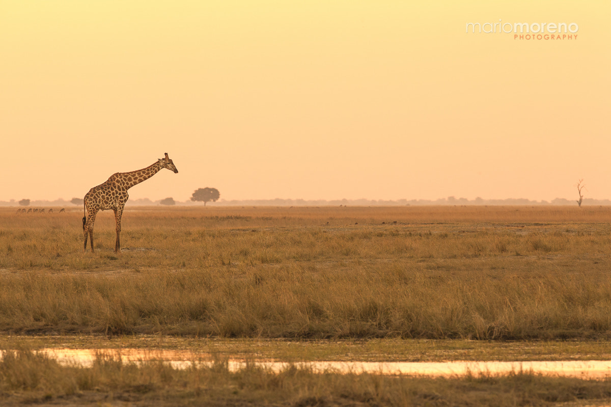 Canon EF 300mm F2.8L IS USM sample photo. Golden chobe photography