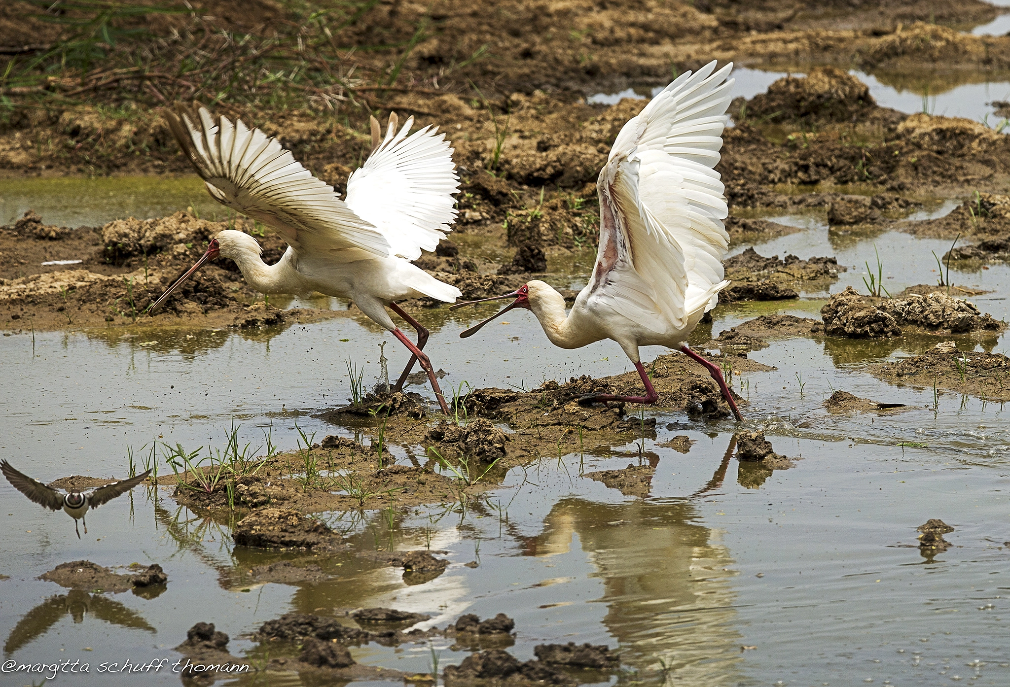 Tamron SP 150-600mm F5-6.3 Di VC USD sample photo. Spoonbill and three-banded plover .. photography