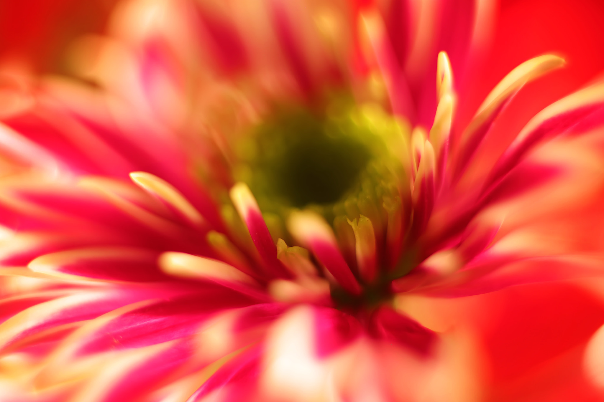 Canon EF 50mm F2.5 Macro sample photo. Barbro photography