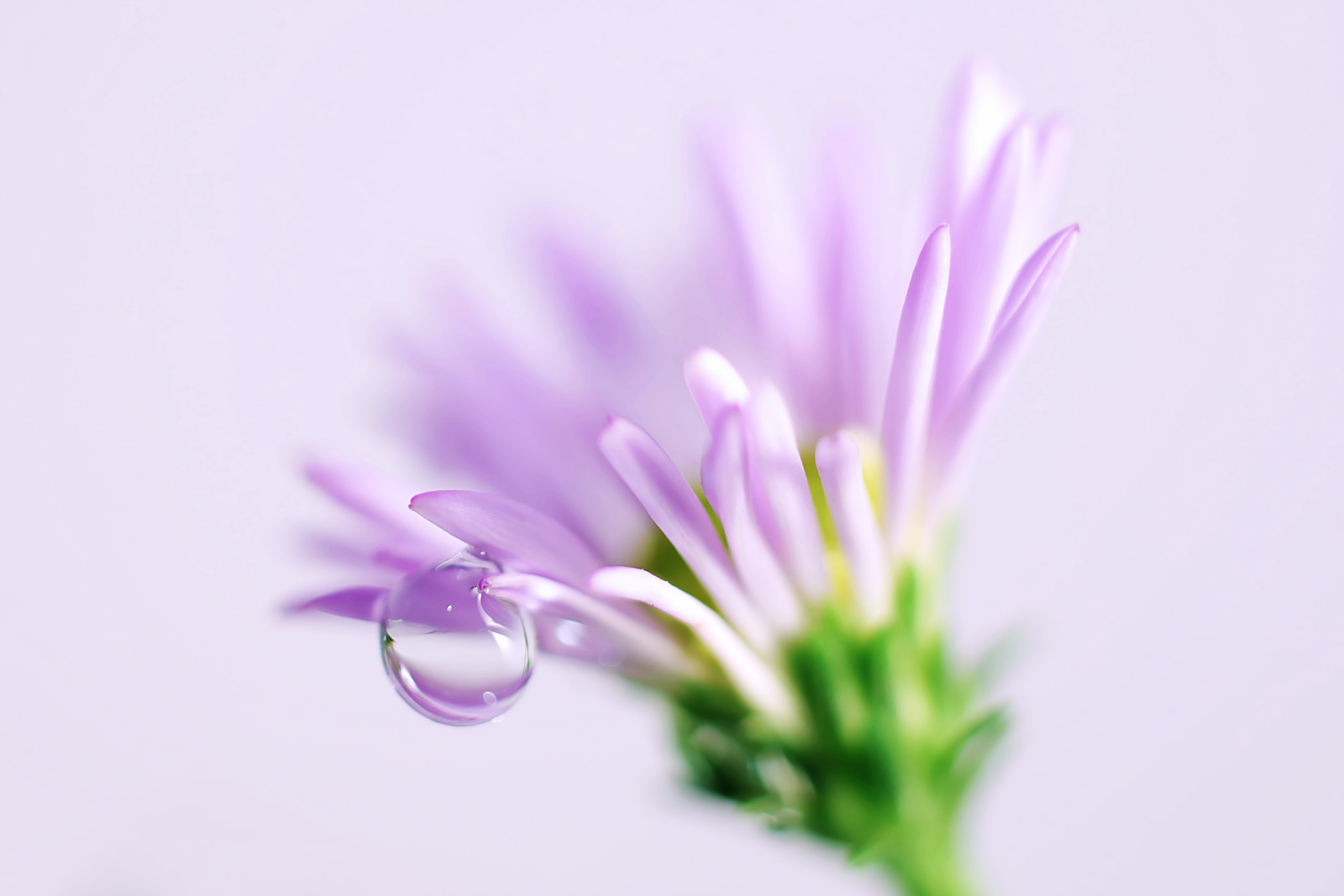 Canon EF 50mm F2.5 Macro sample photo. Susan photography