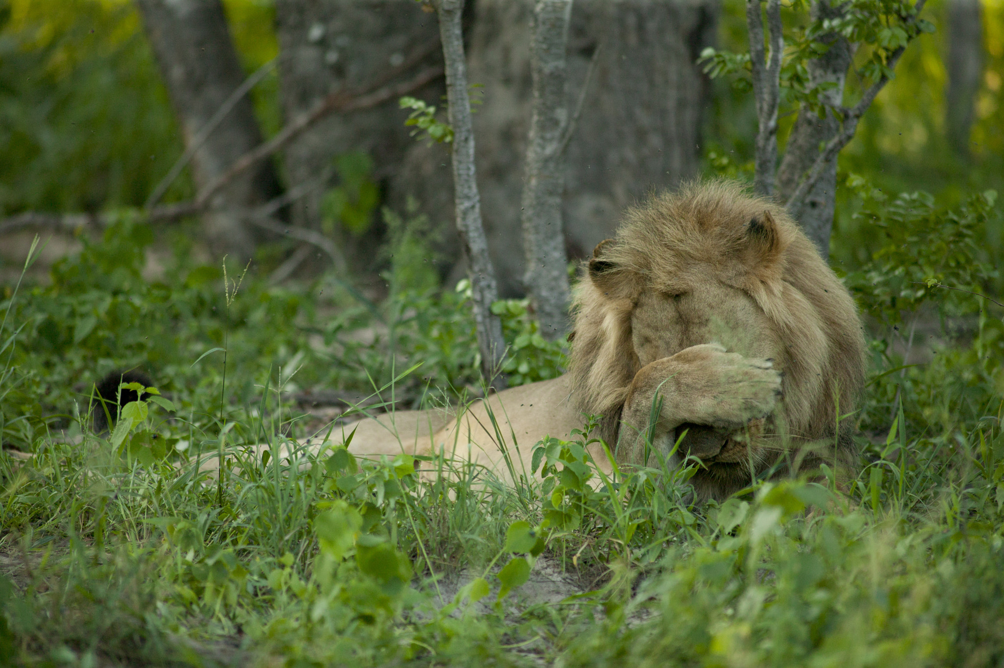 Canon EOS-1Ds + Canon EF 400mm f/2.8L sample photo. Maybe they won't see me photography