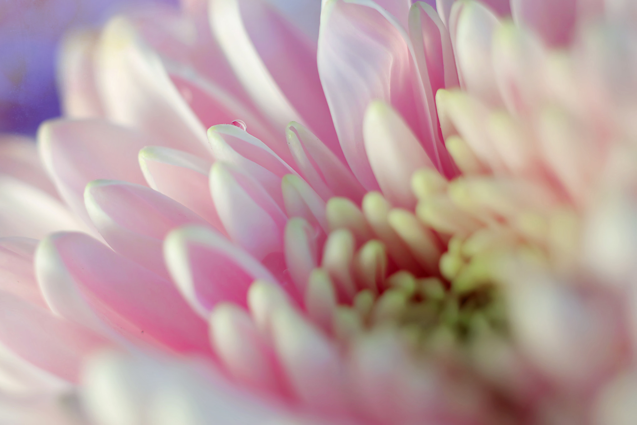 Canon EF 50mm F2.5 Macro sample photo. Gentle dreams photography
