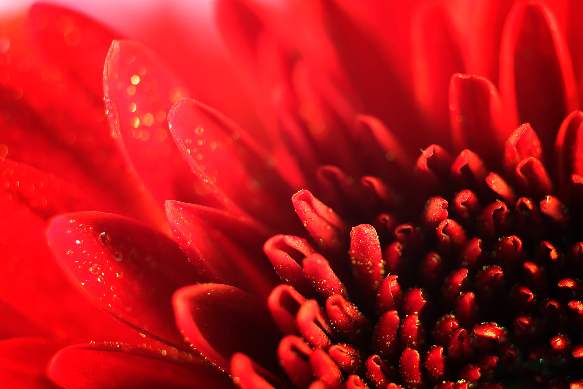 Canon EF 50mm F2.5 Macro sample photo. Ruby photography