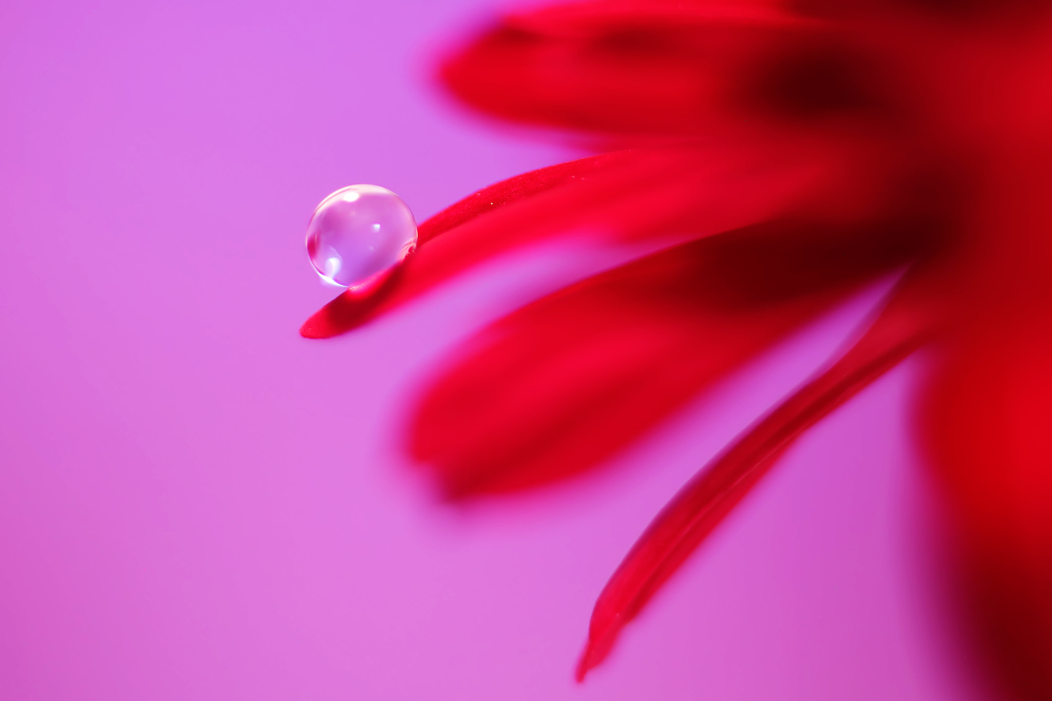 Canon EF 50mm F2.5 Macro sample photo. Balancing act photography