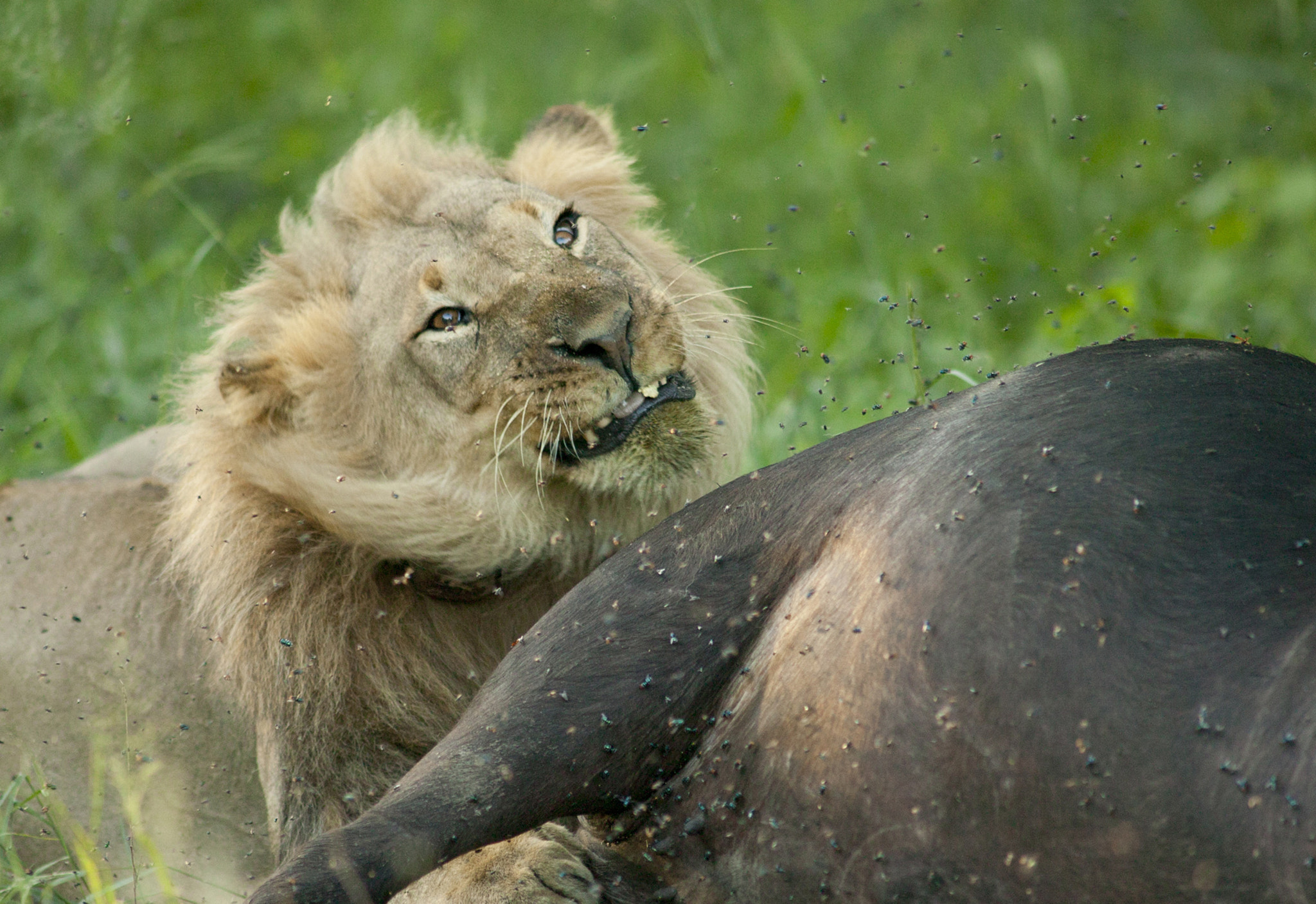 Canon EOS-1Ds + Canon EF 400mm f/2.8L sample photo. Flies driving me crazy photography