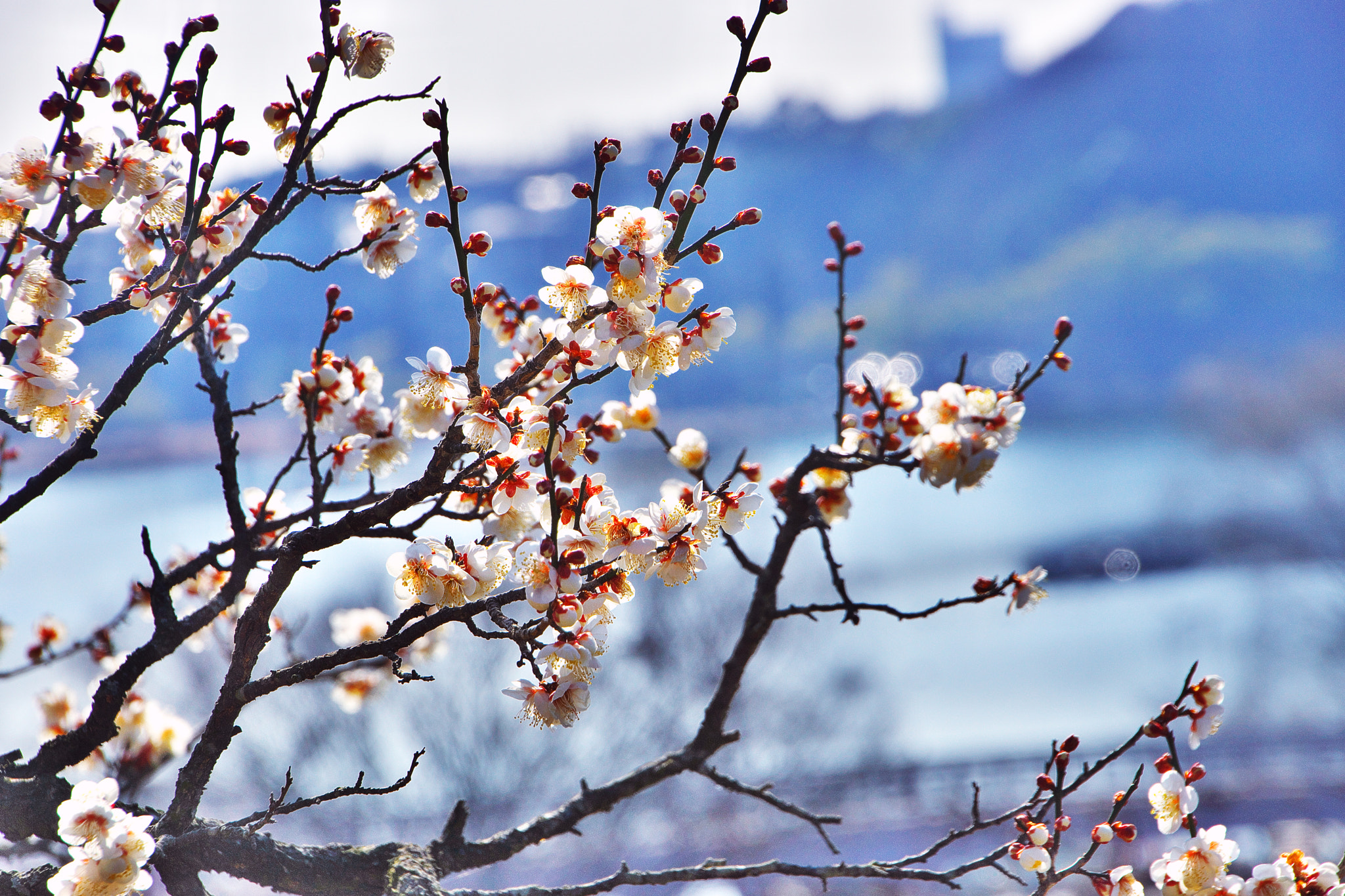 Sony SLT-A65 (SLT-A65V) + DT 18-270mm F3.5-6.3 sample photo. White ume blossoms photography