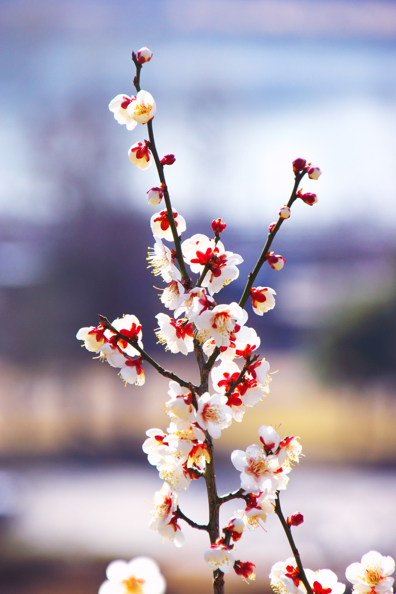 Sony SLT-A65 (SLT-A65V) + DT 18-270mm F3.5-6.3 sample photo. White ume blossoms photography