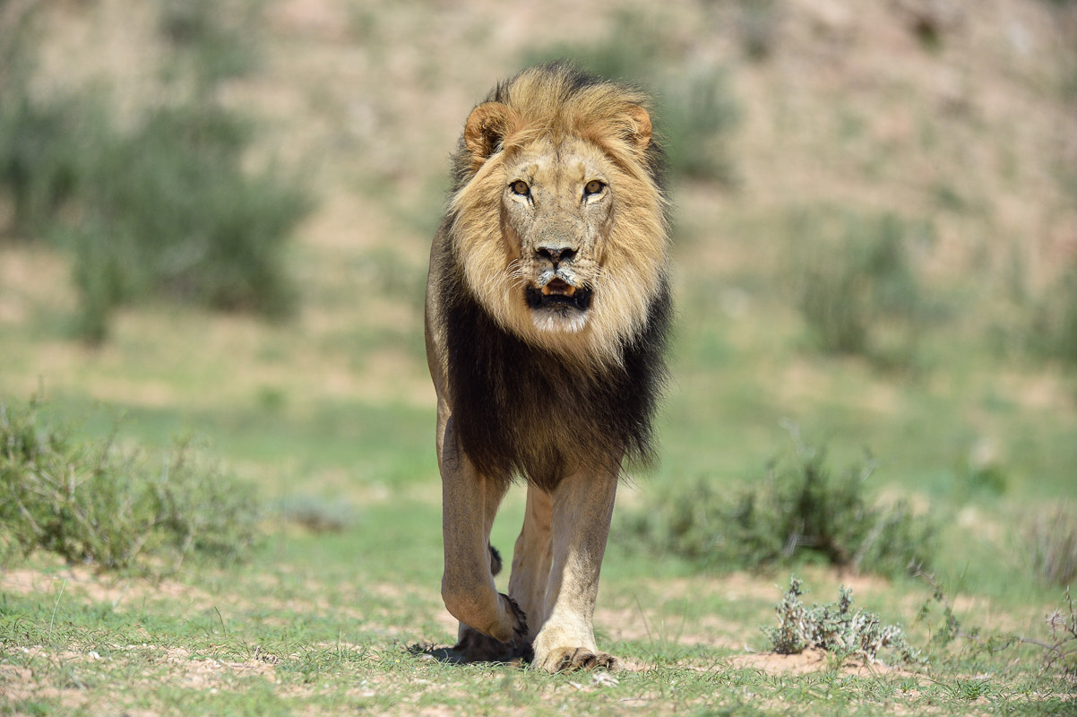 Nikon D4S + Nikon AF-S Nikkor 500mm F4G ED VR sample photo. Kalahari lion photography