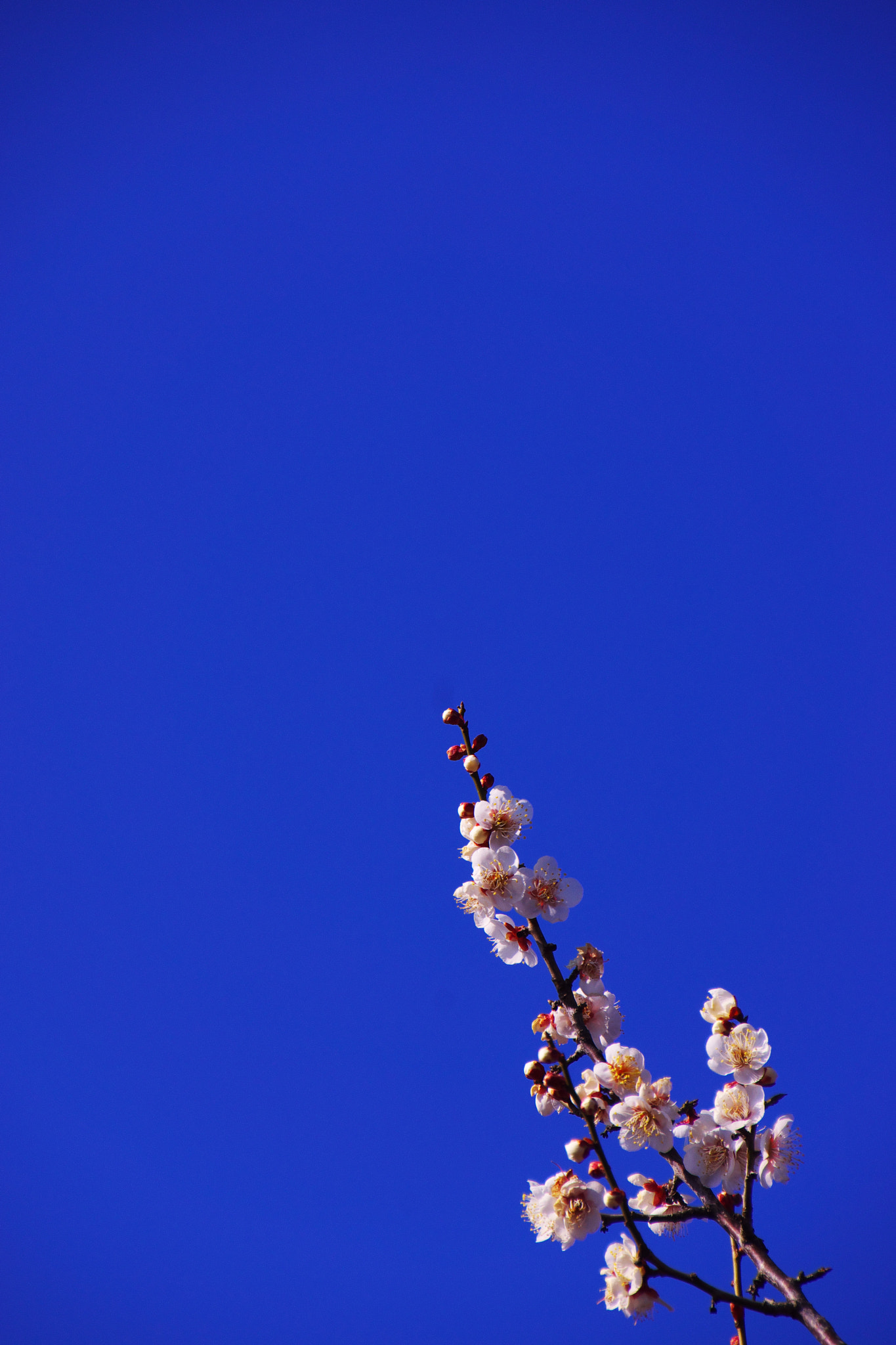 Sony SLT-A65 (SLT-A65V) + DT 18-270mm F3.5-6.3 sample photo. White ume blossoms photography