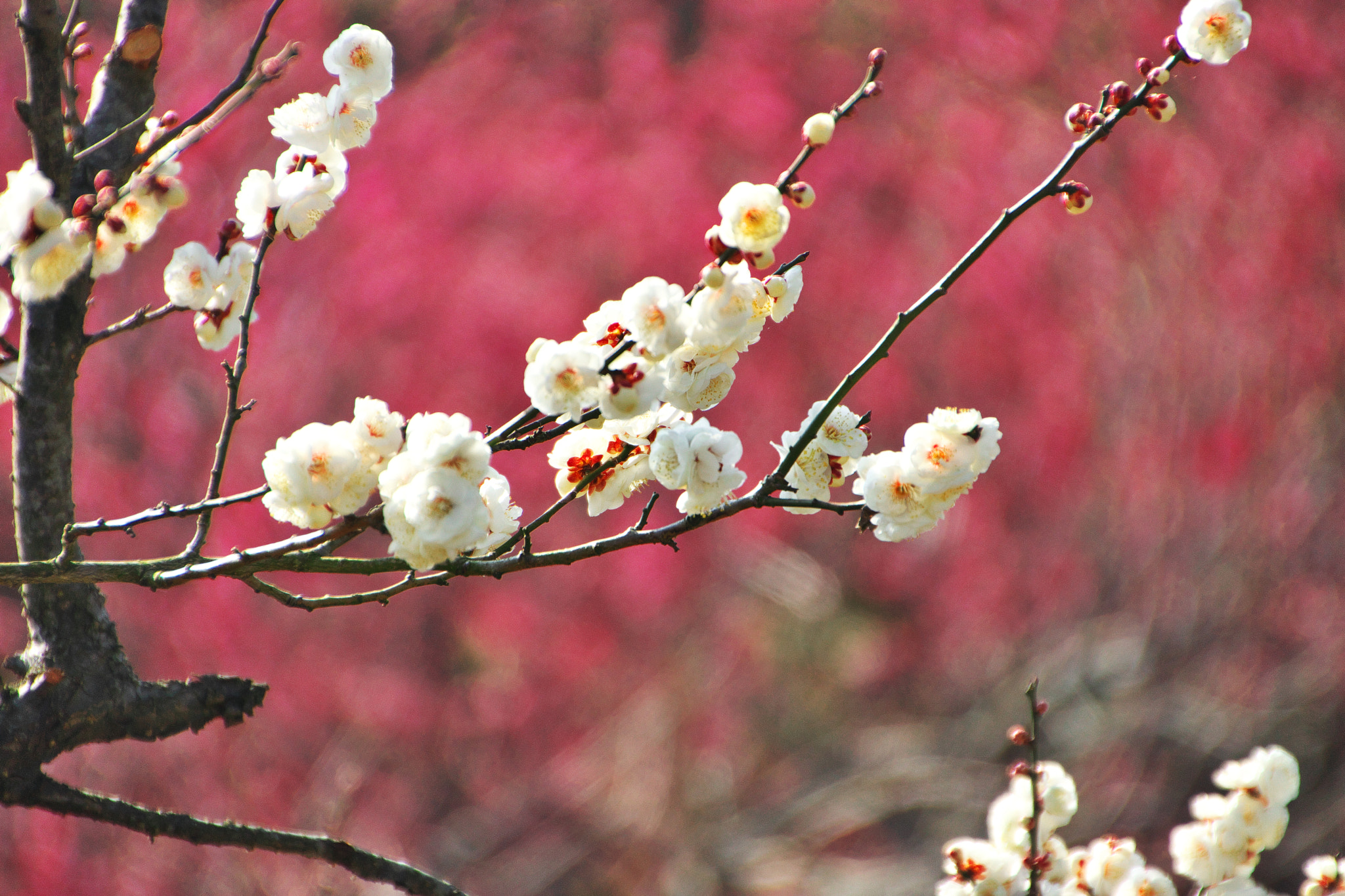 Sony SLT-A65 (SLT-A65V) + DT 18-270mm F3.5-6.3 sample photo. White ume blossoms photography