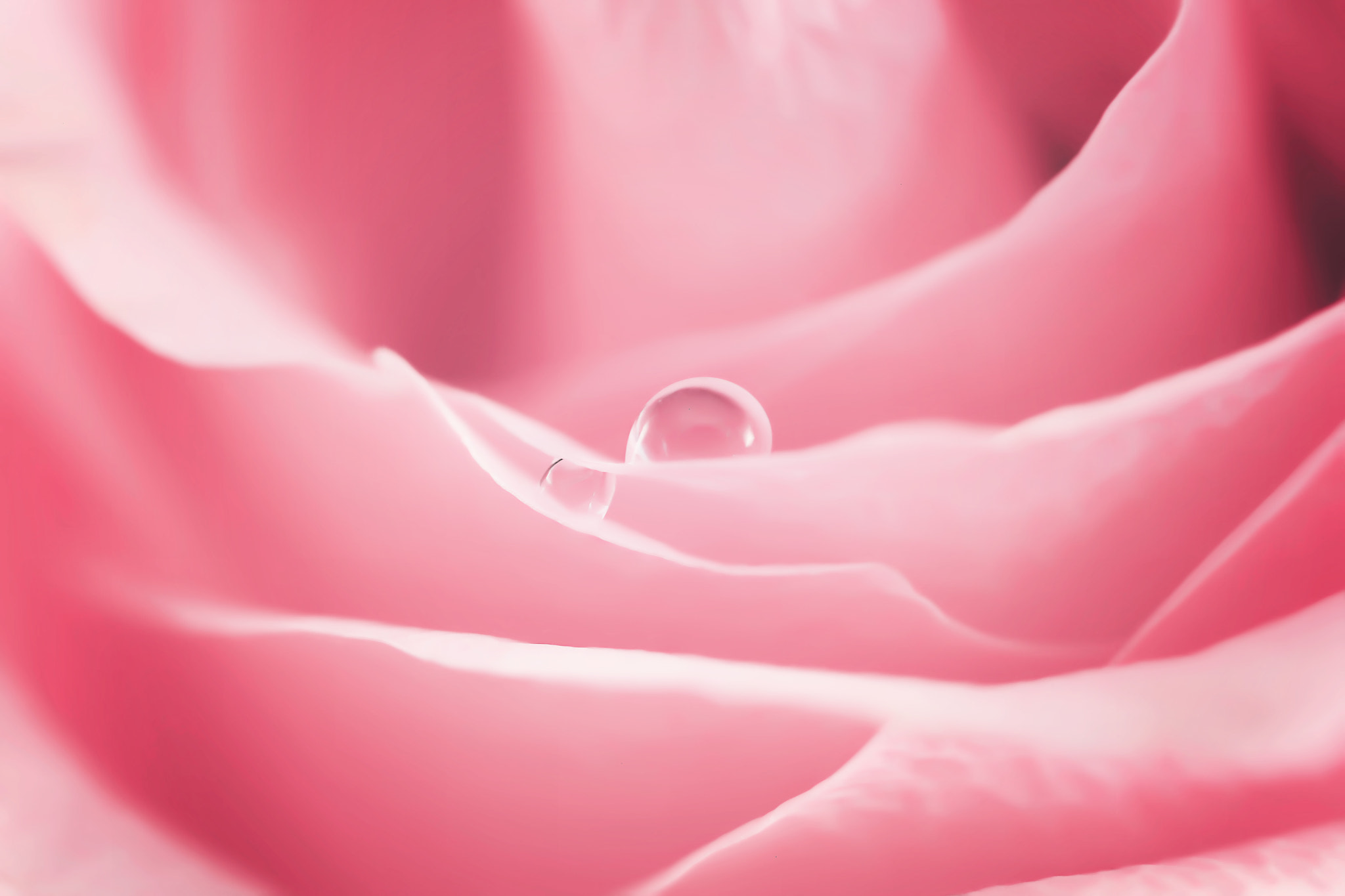 Canon EF 50mm F2.5 Macro sample photo. I remember photography